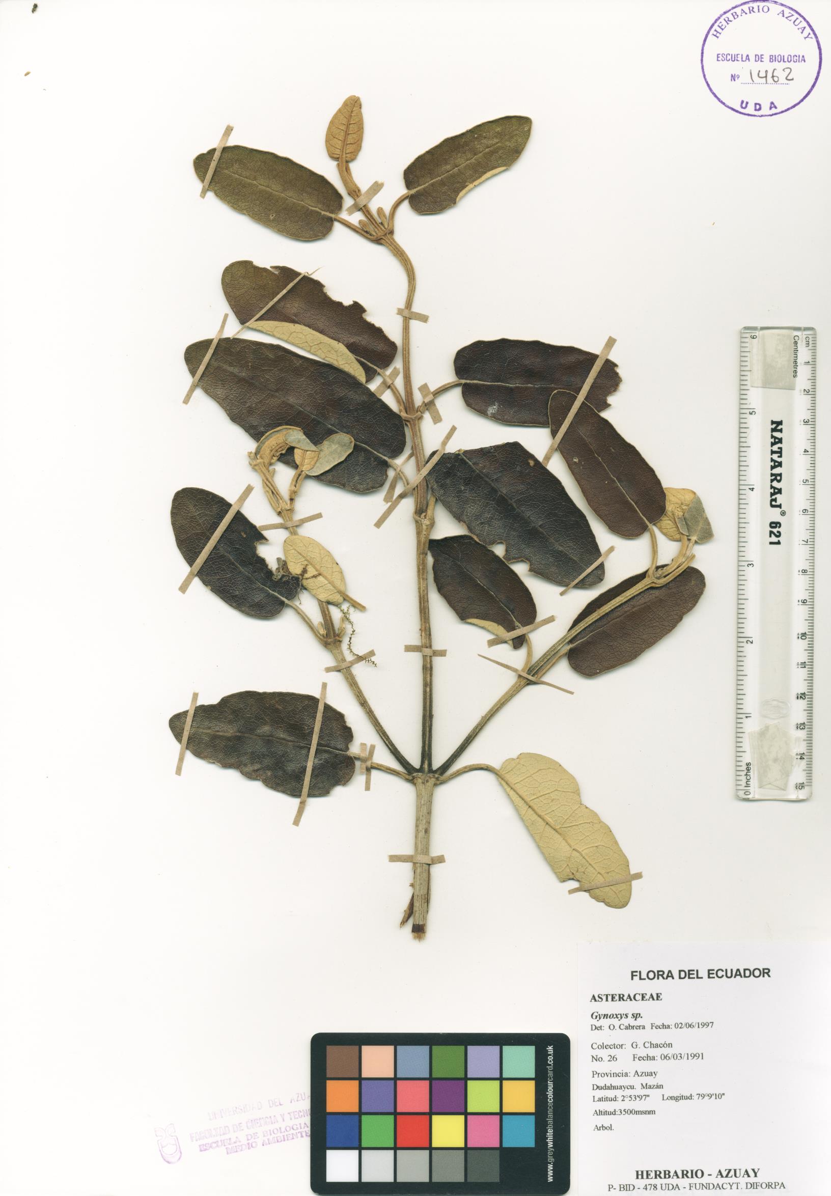 Miconia crocea (Desr.) Naudin.