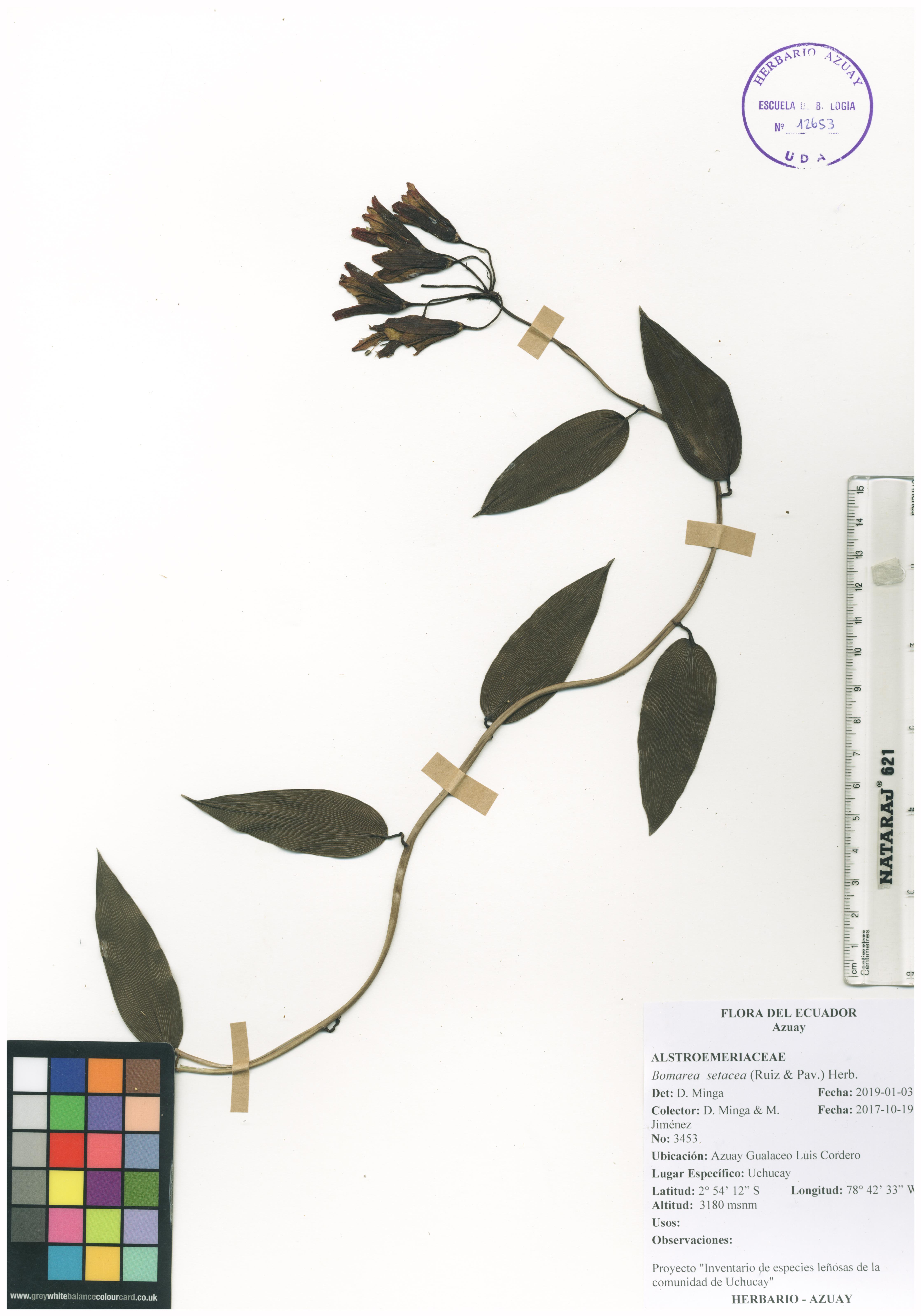Bomarea setacea (Ruiz & Pav.) Herb.
