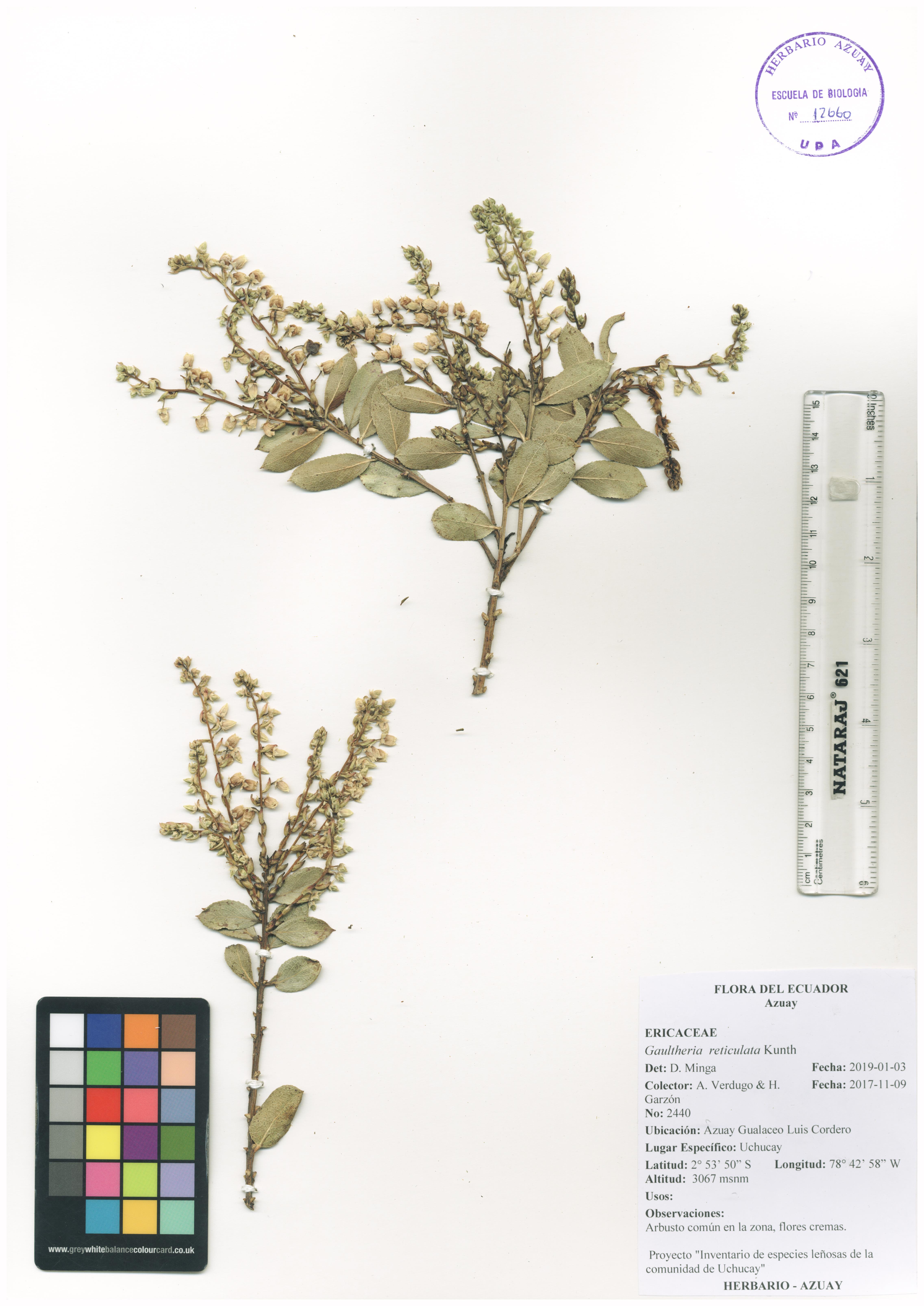 Gaultheria reticulata Kunth