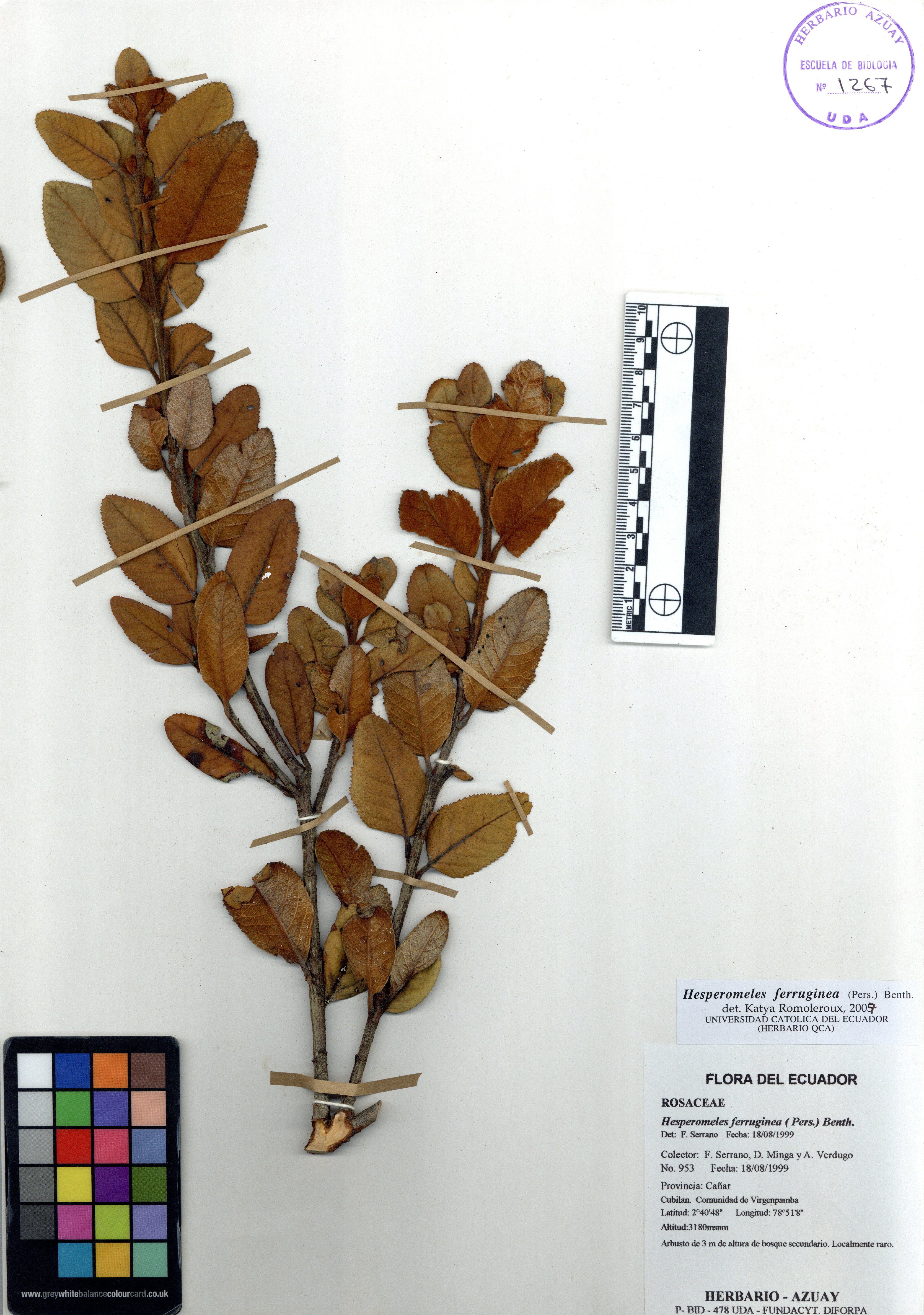 Hesperomeles ferruginea ( Pers.) Benth.