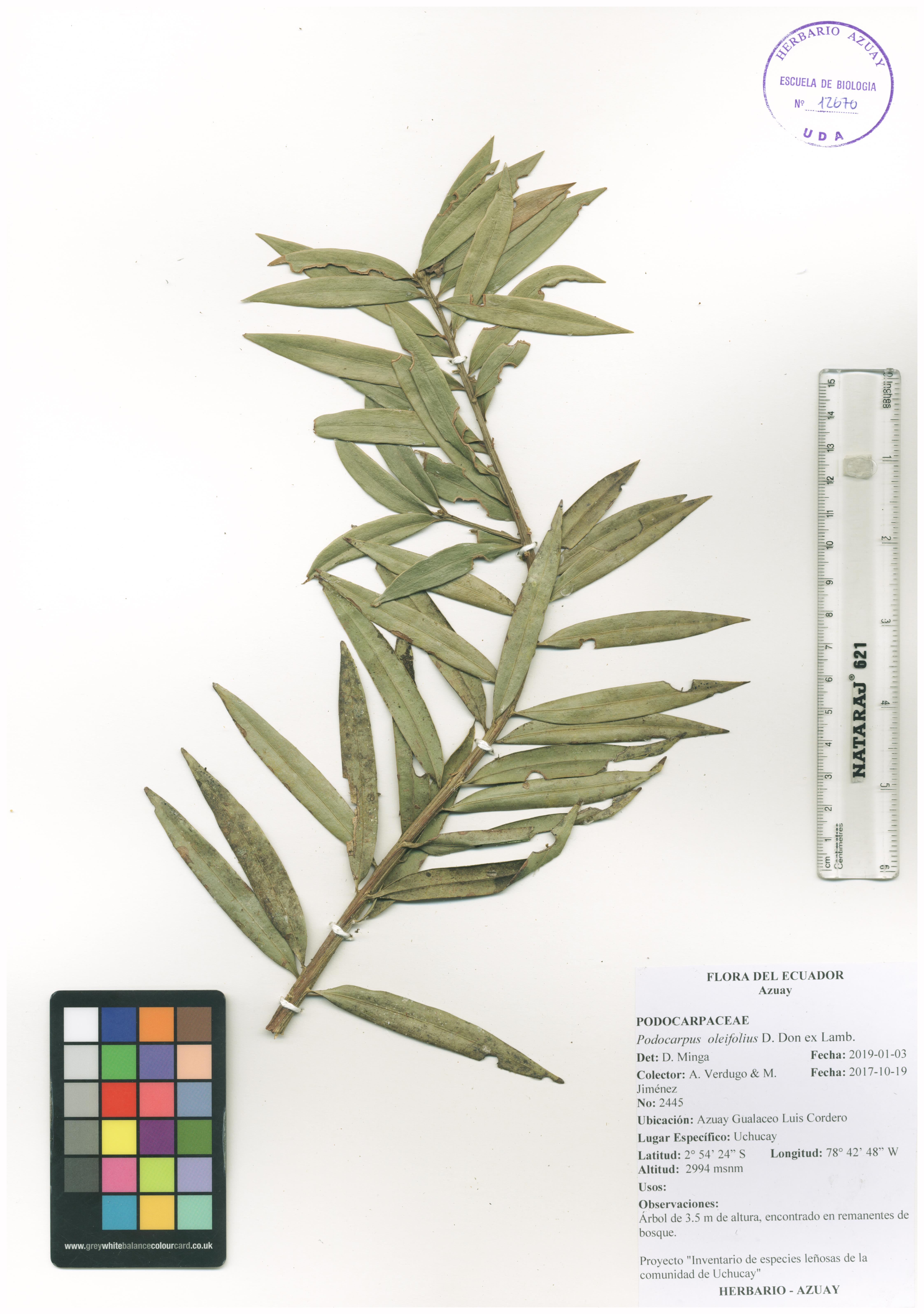 Podocarpus oleifolius D. Don ex Lamb.