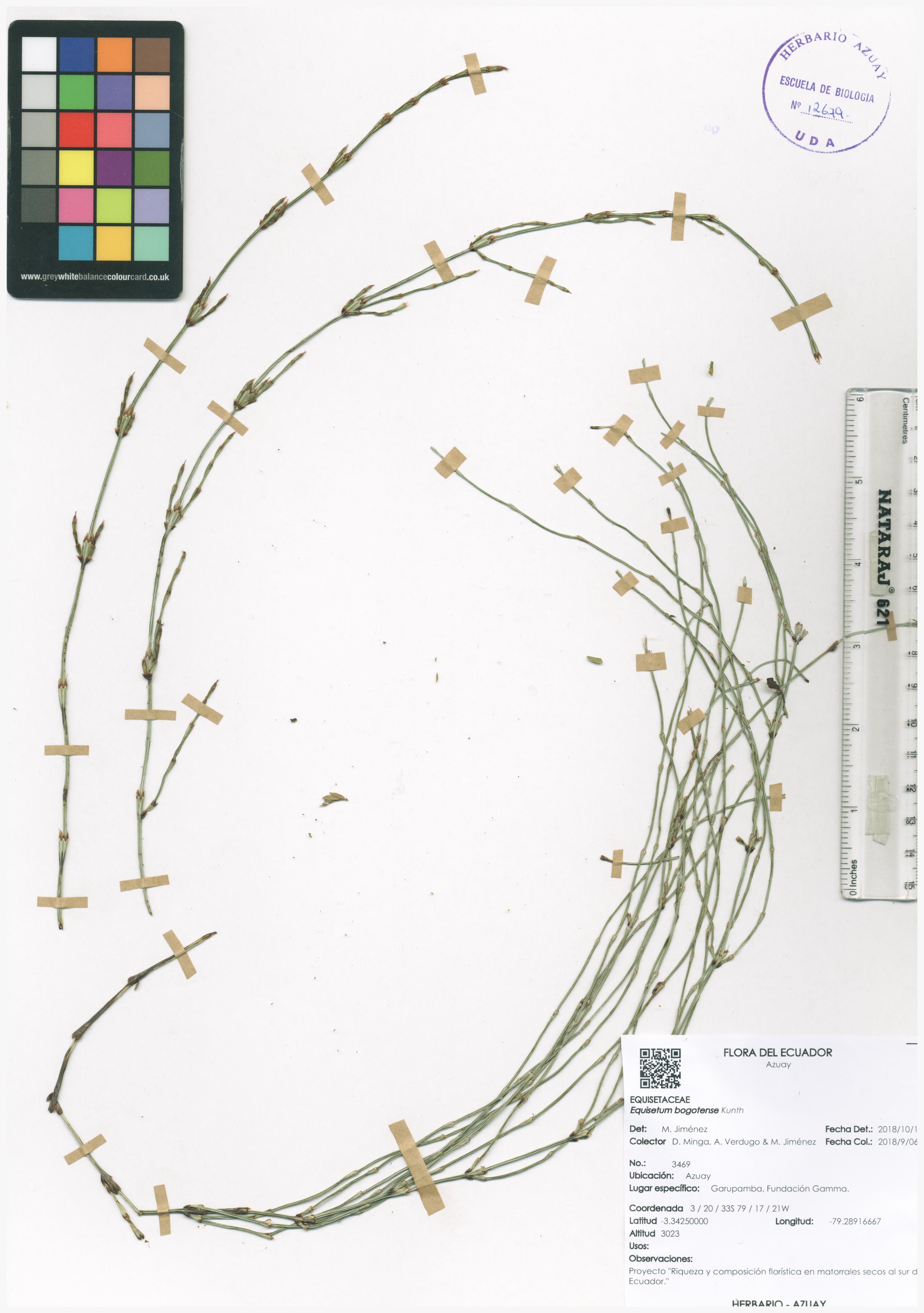 Equisetum bogotense Kunth