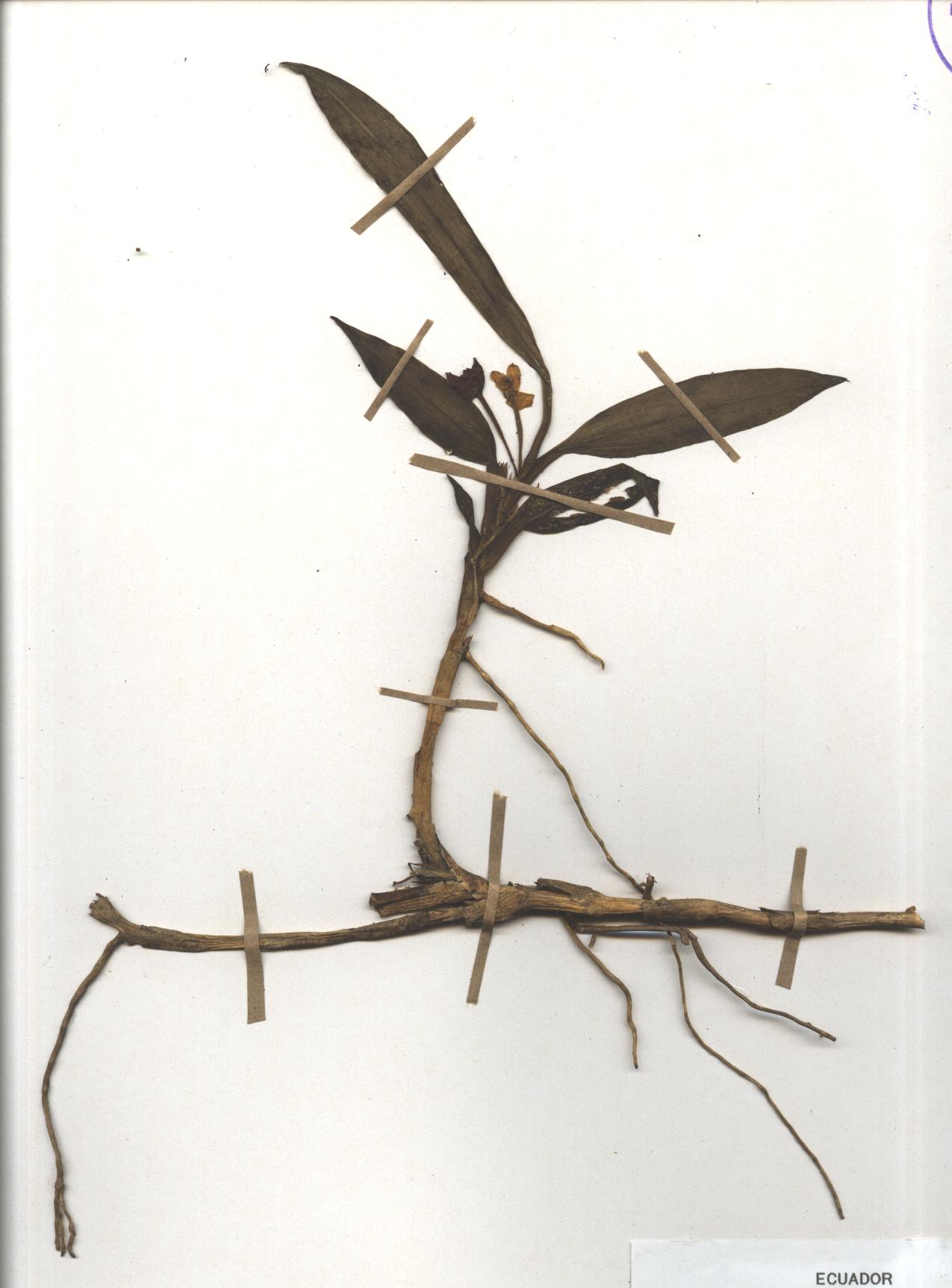 Maxillaria jamesonii (Rchb.f.) Garay & C. Schweinf.