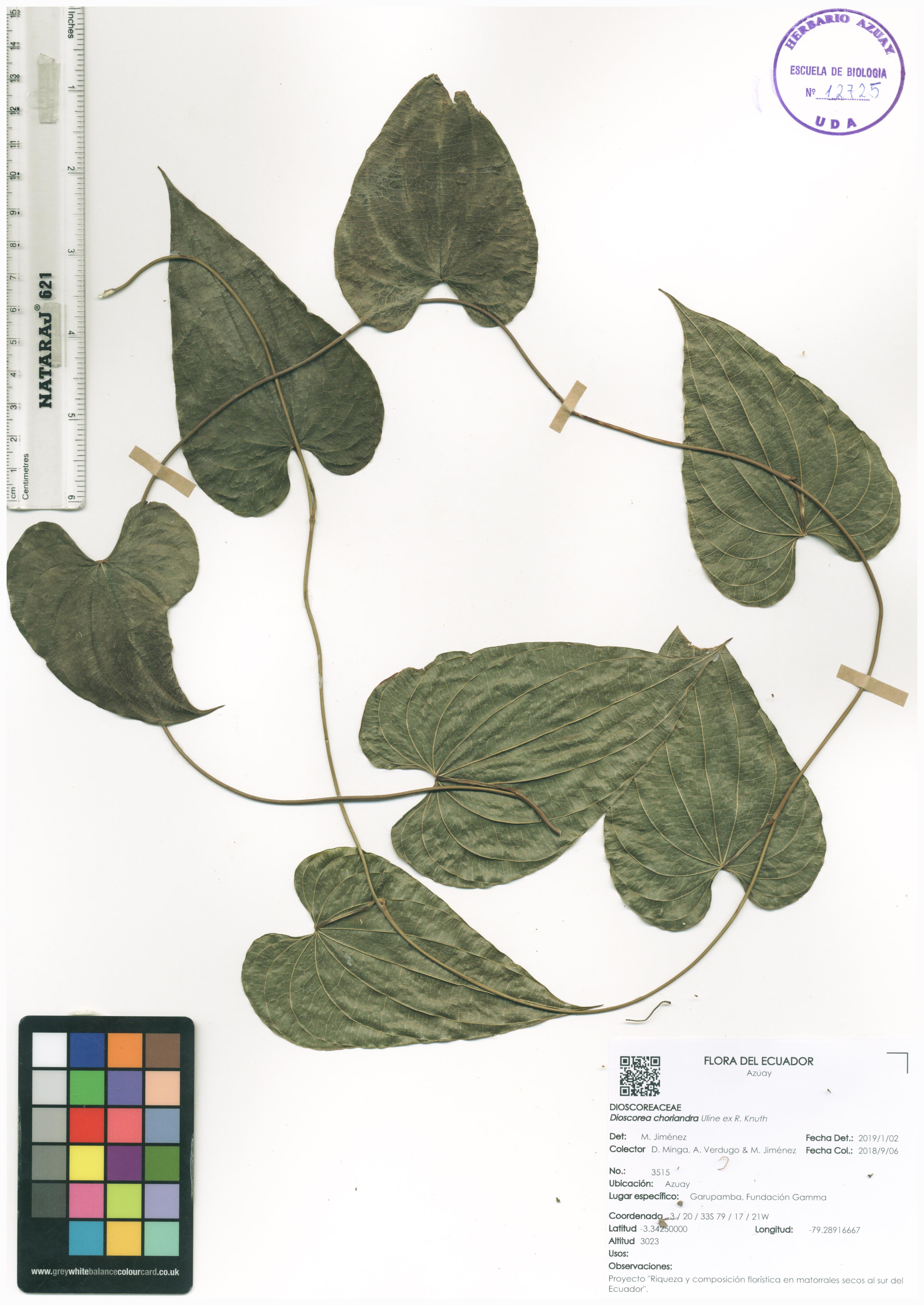 Dioscorea choriandra Uline ex R. Knuth