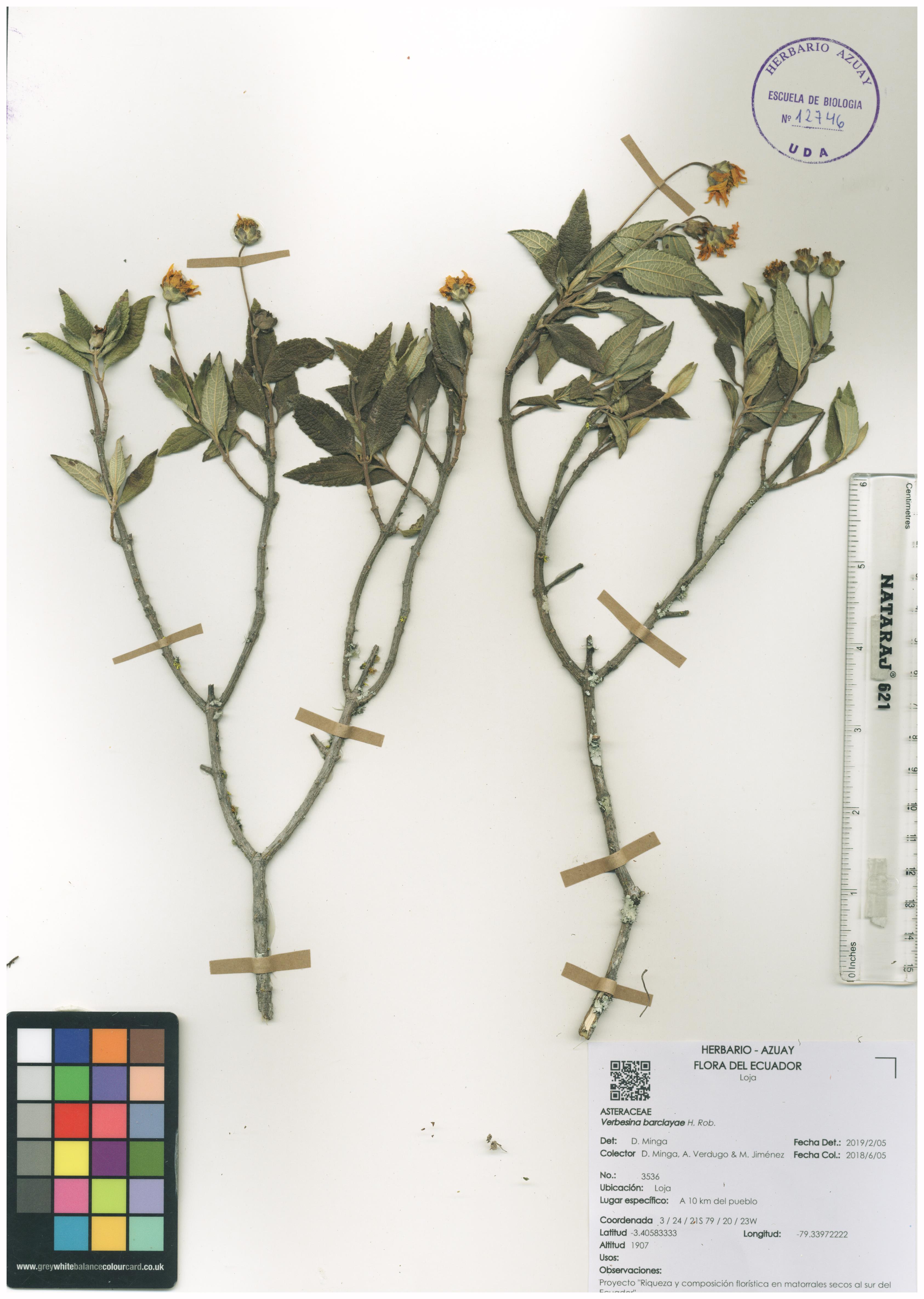 Verbesina barclayae H. Rob.