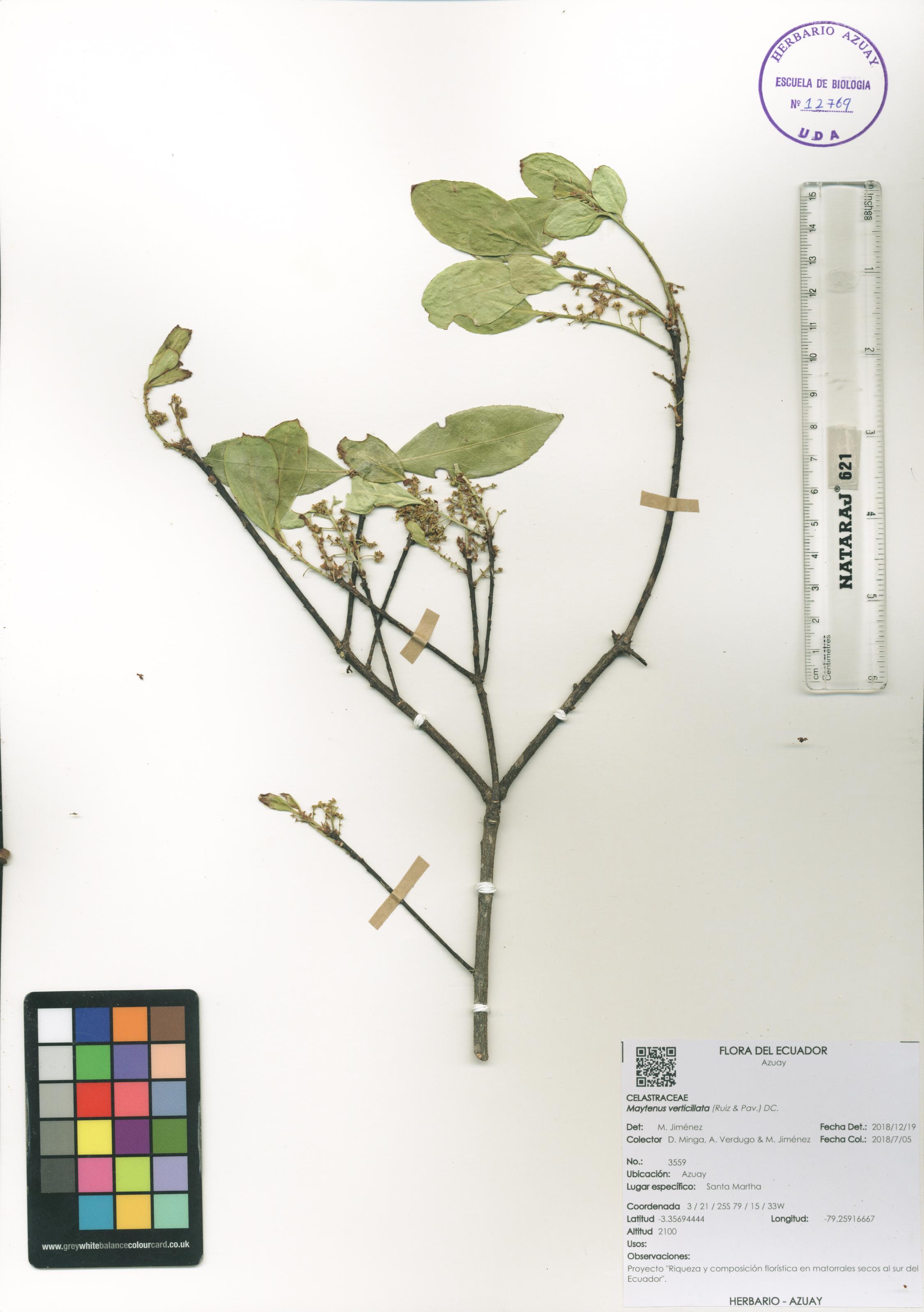 Maytenus verticillata (Ruiz & Pav.) DC.