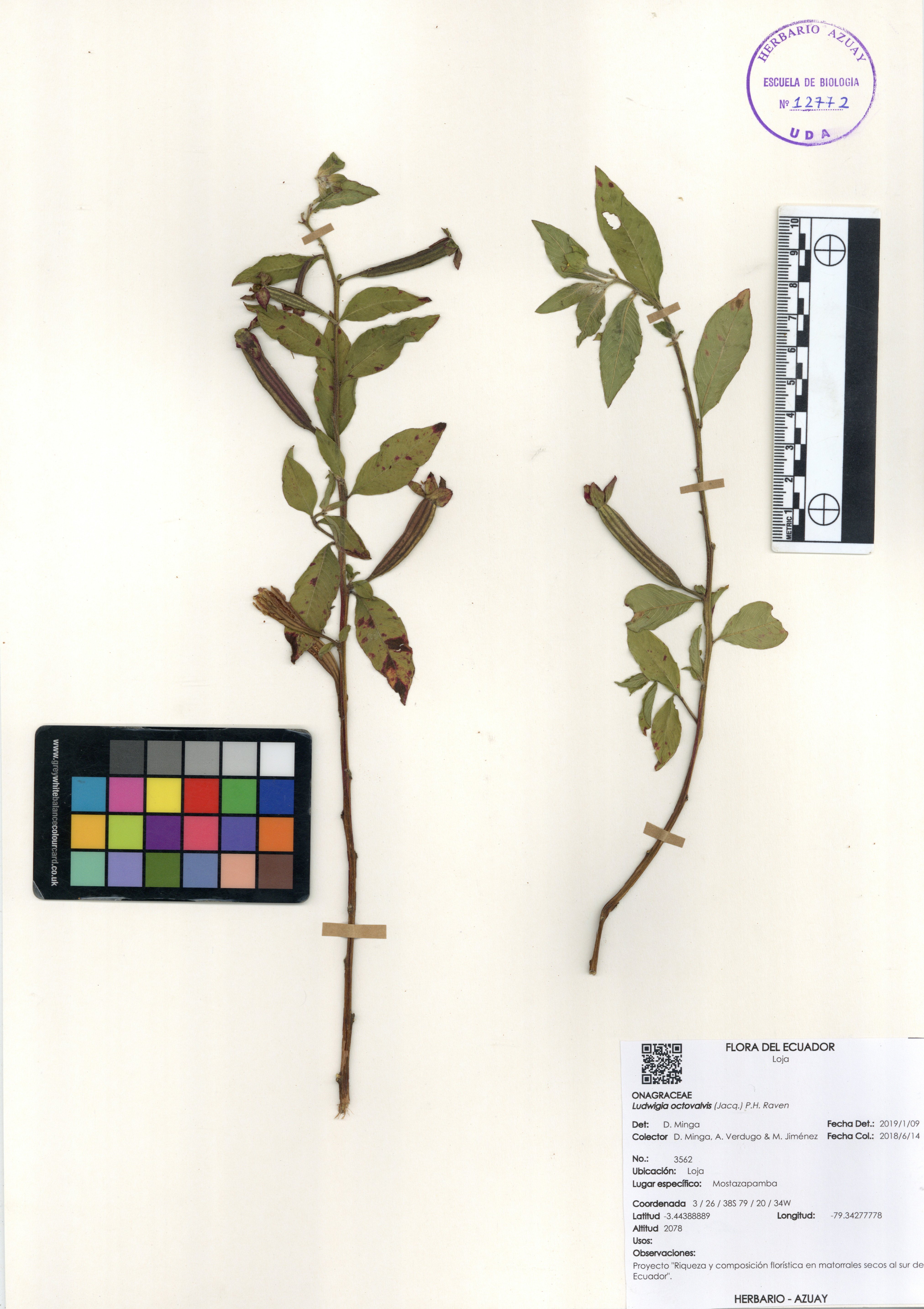 Ludwigia octovalvis (Jacq.) P.H. Raven