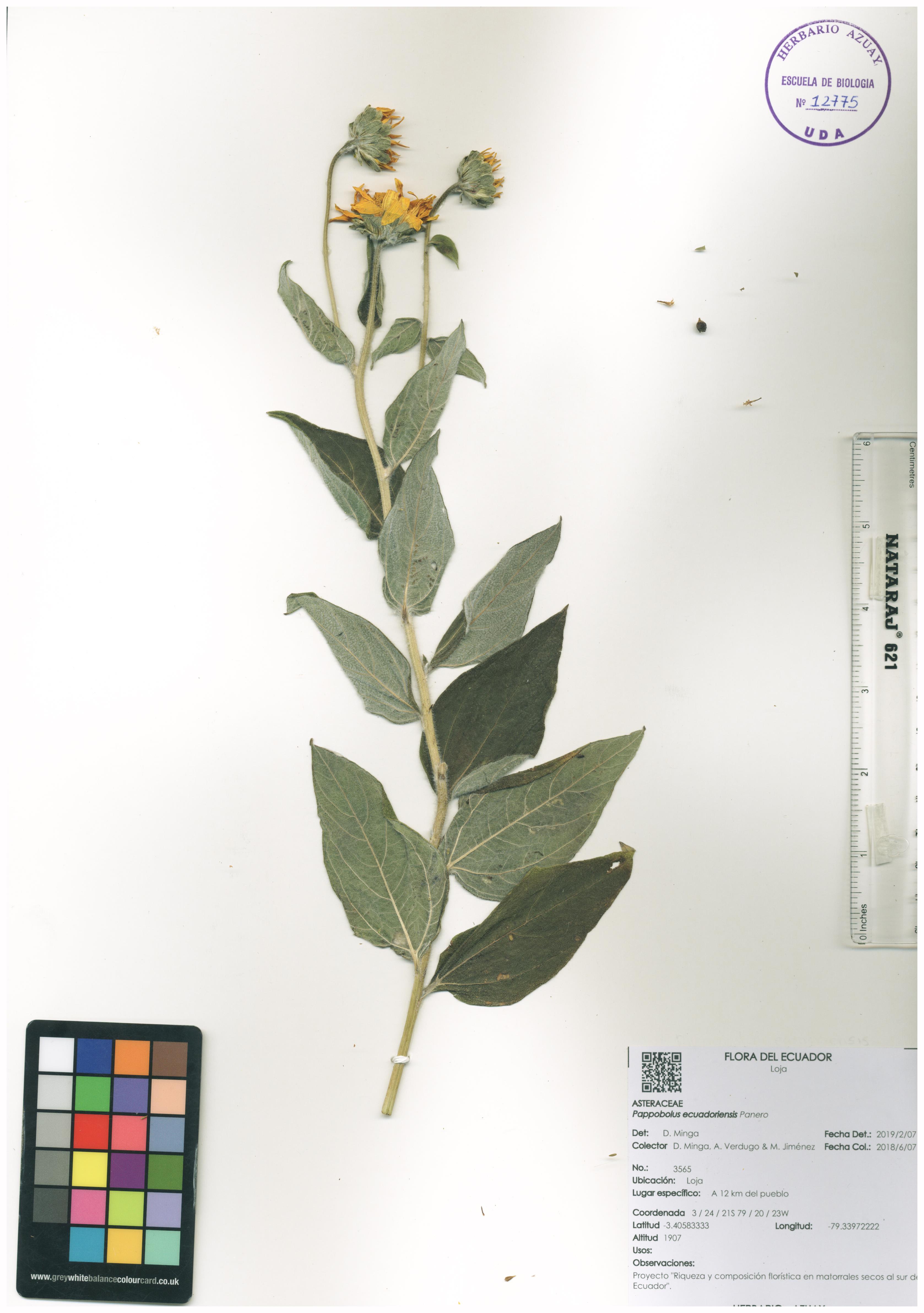 Pappobolus ecuadoriensis Panero