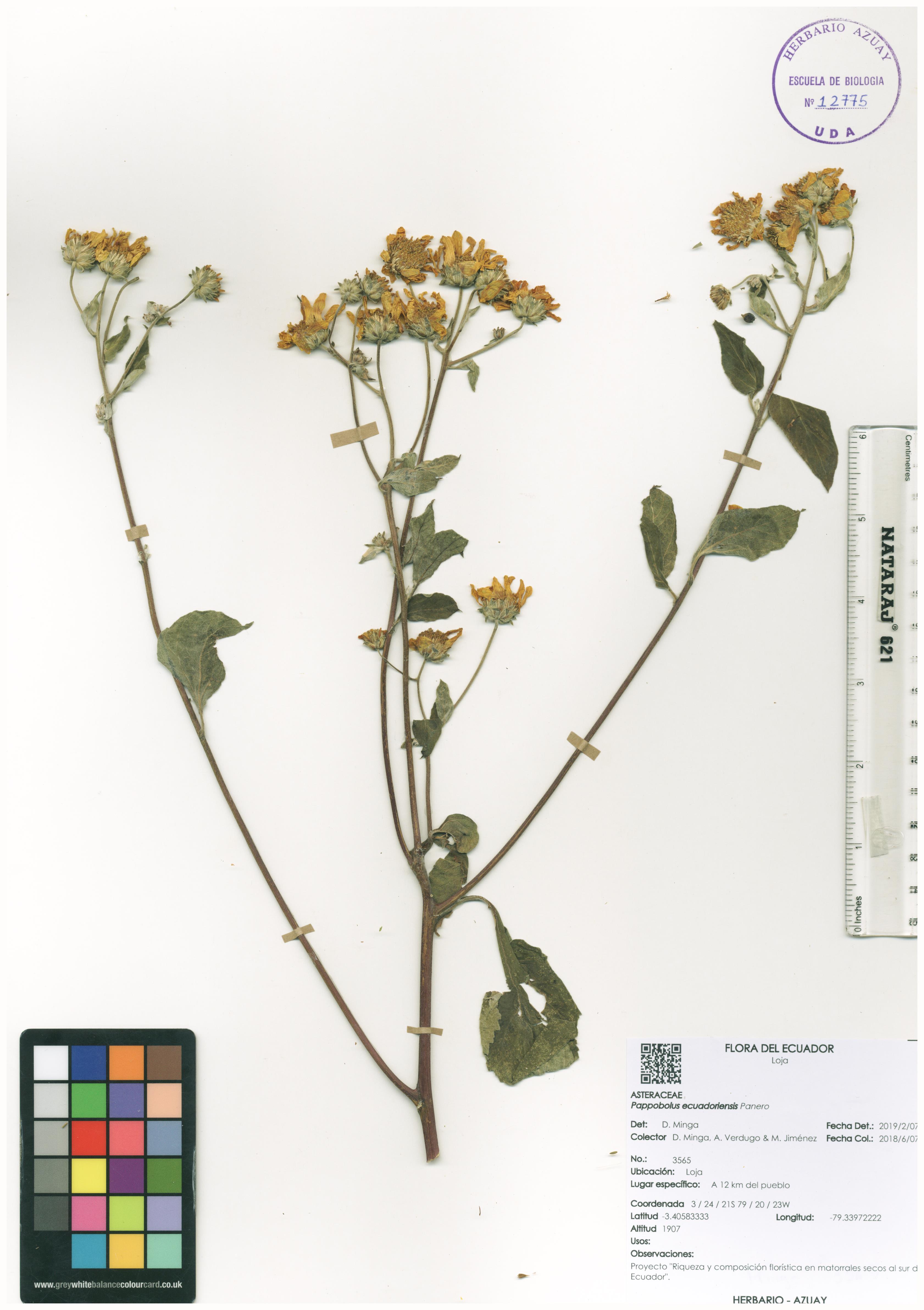 Pappobolus ecuadoriensis Panero