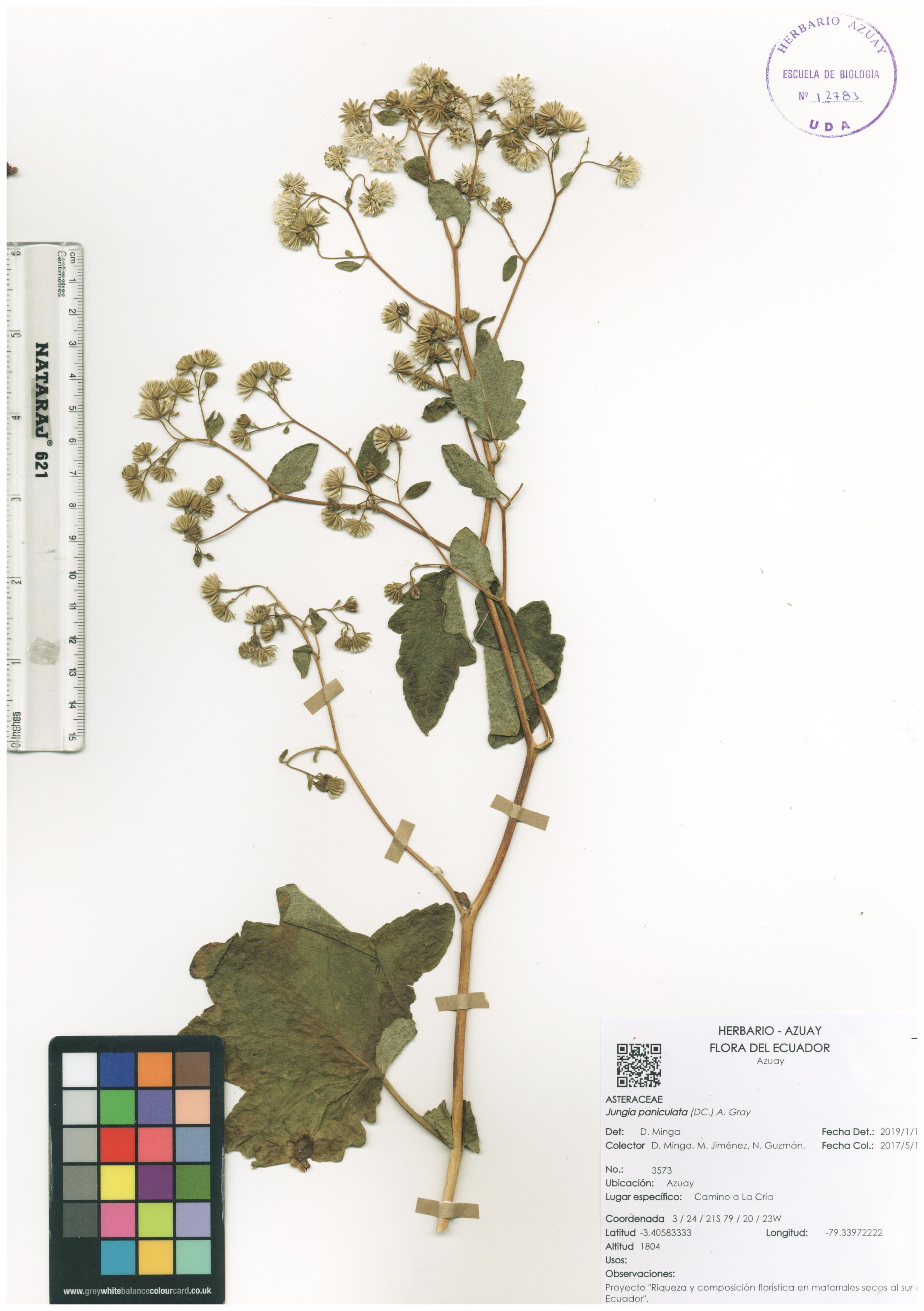 Jungia paniculata (DC.) A. Gray