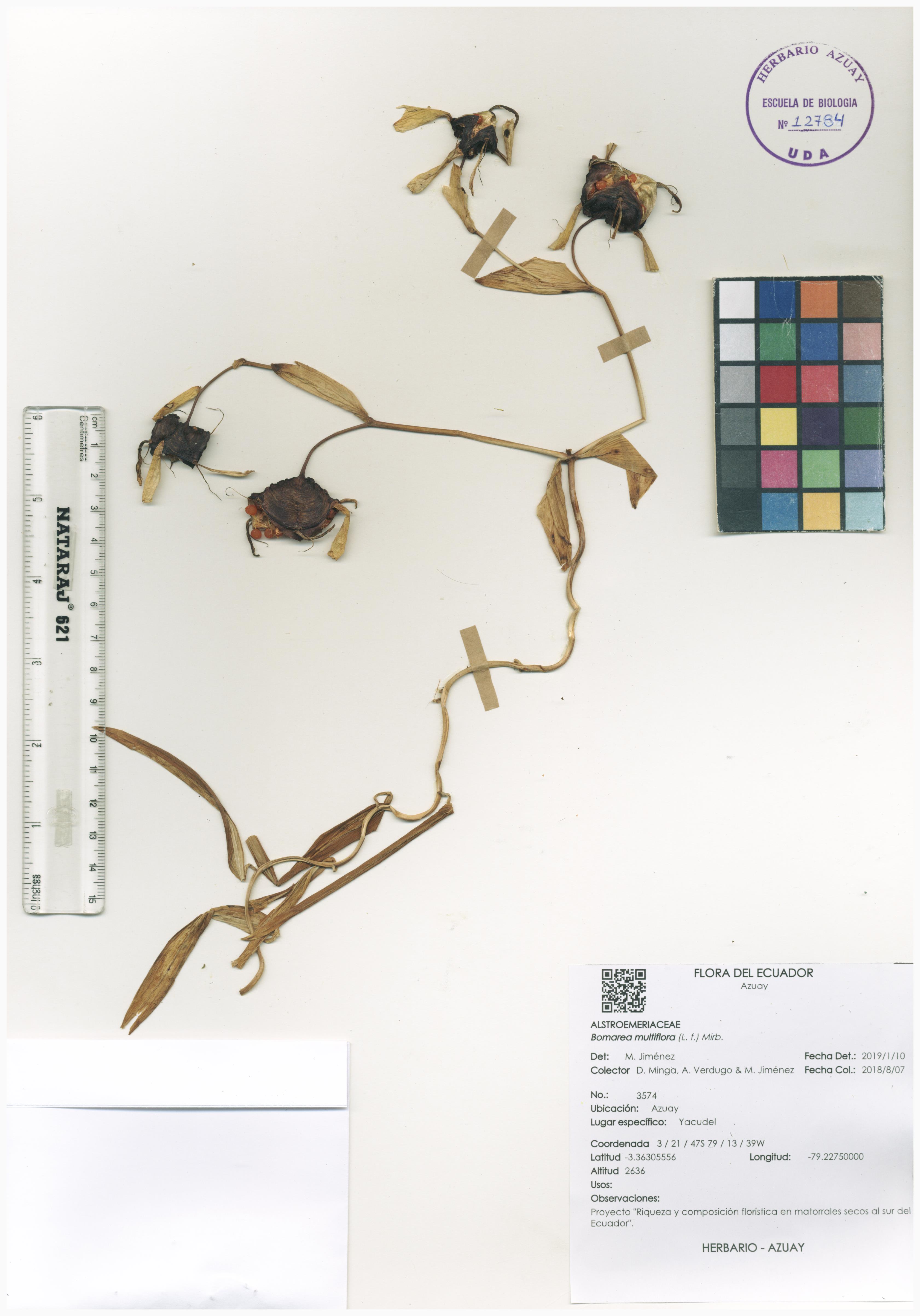 Bomarea multiflora (L. f.) Mirb.