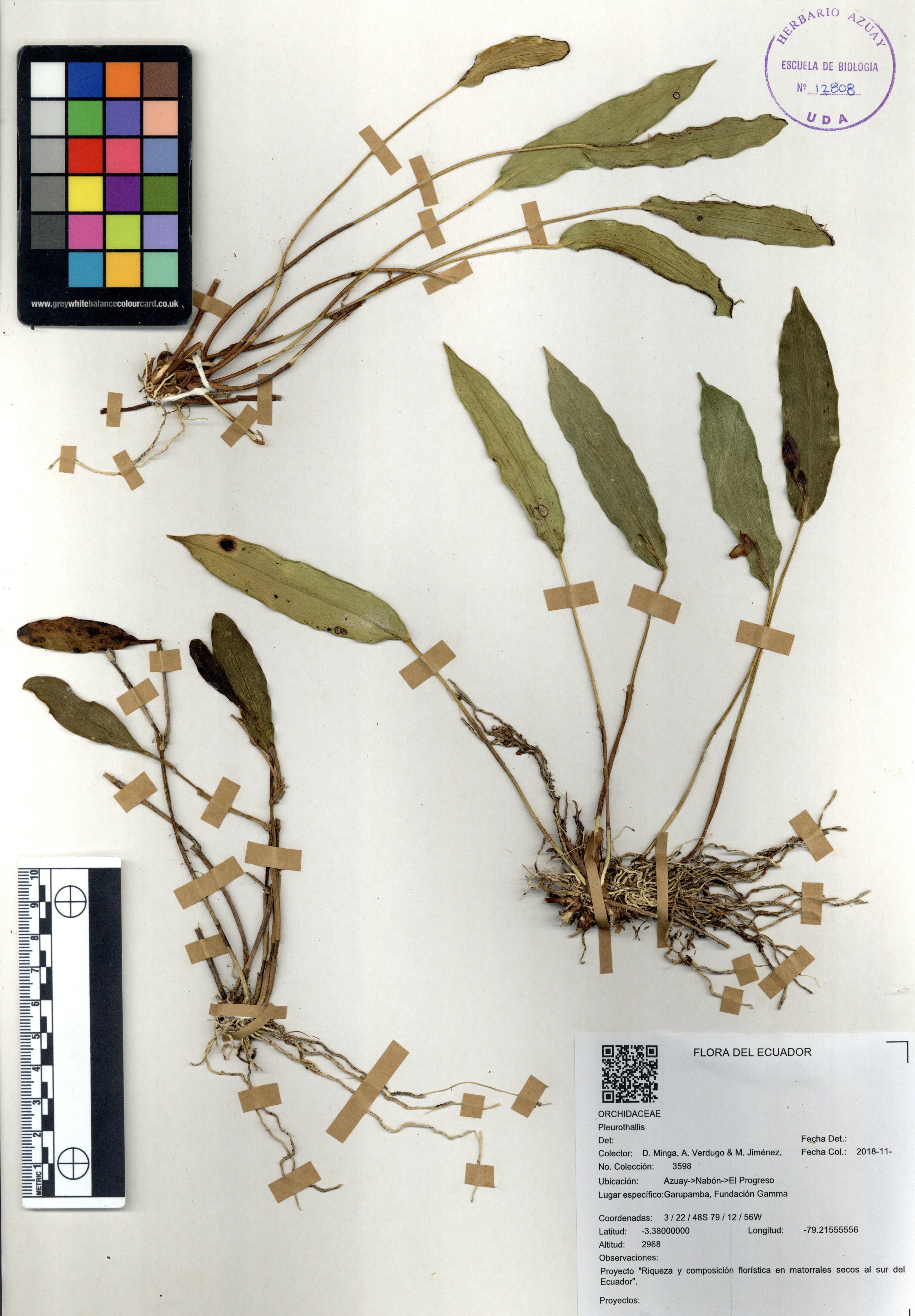 Pleurothallis sin determinar sin determinar