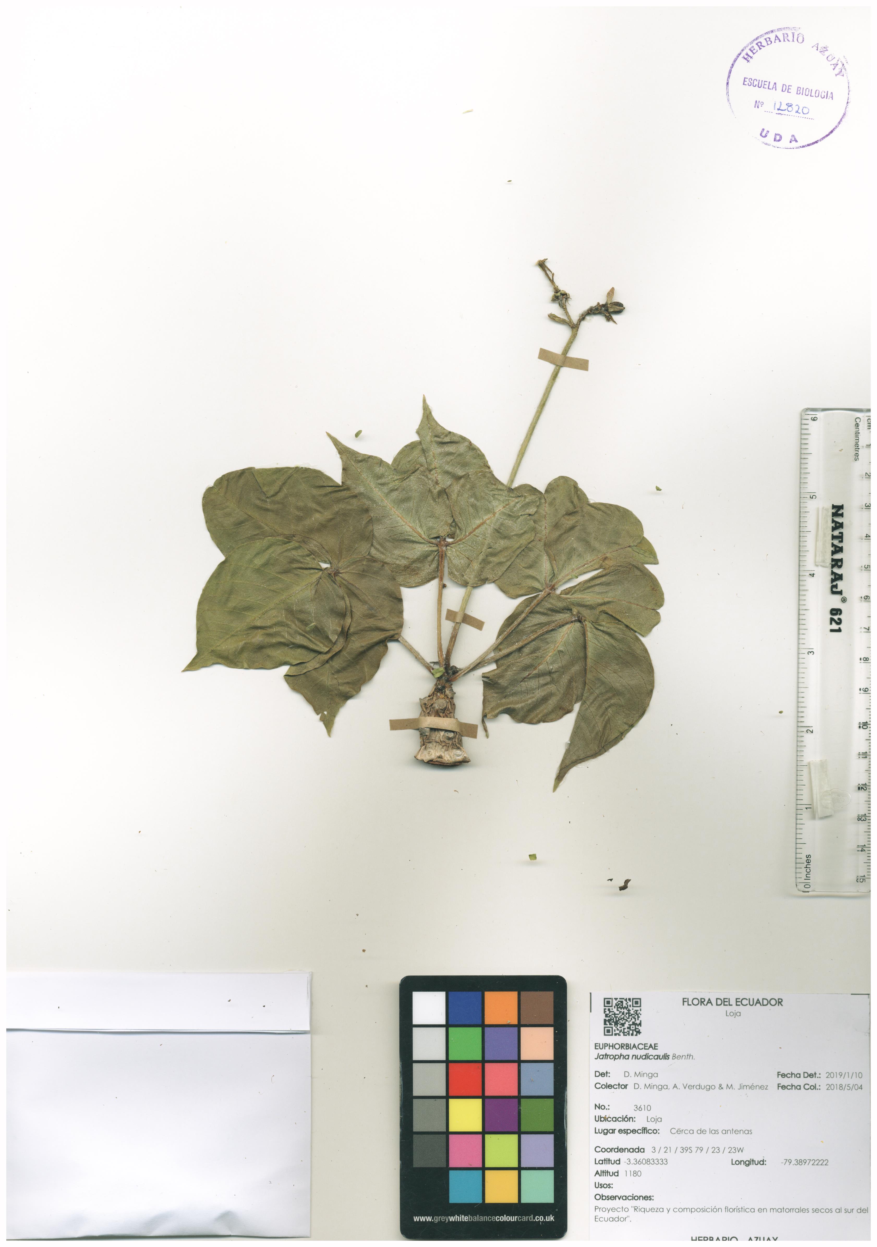 Jatropha nudicaulis Benth.