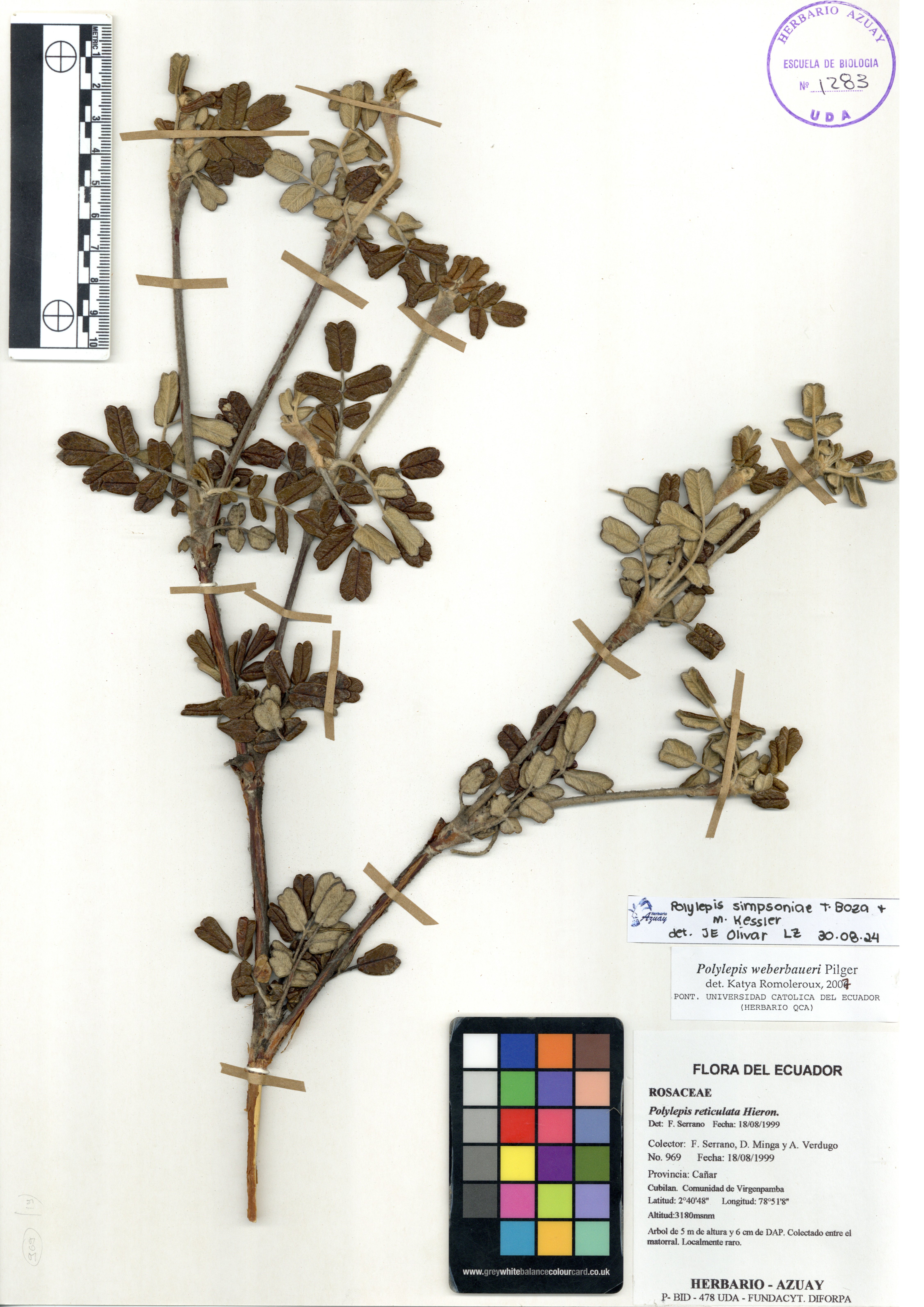 Polylepis simpsoniae T. Boza & M. Kessler