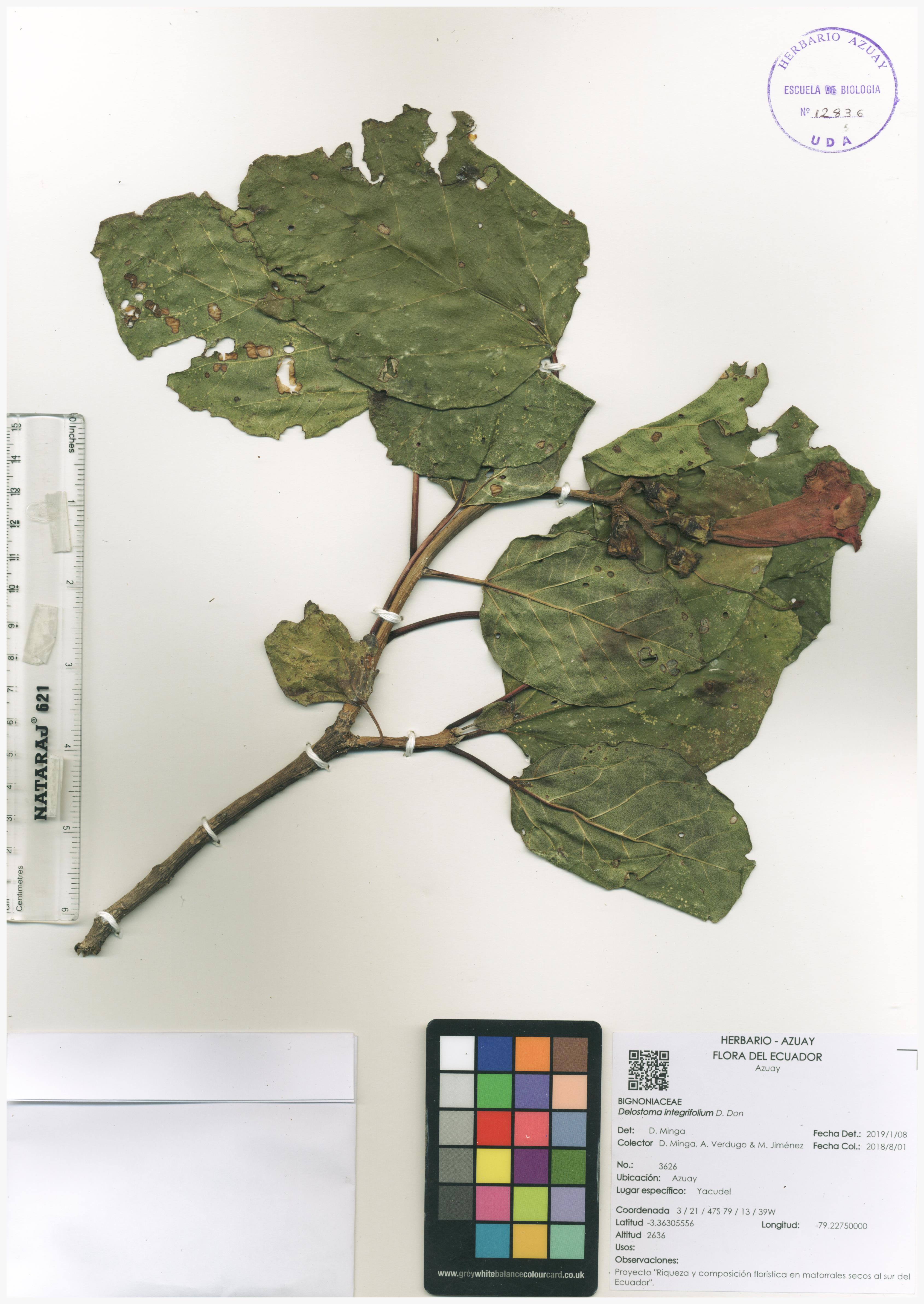 Delostoma integrifolium D. Don