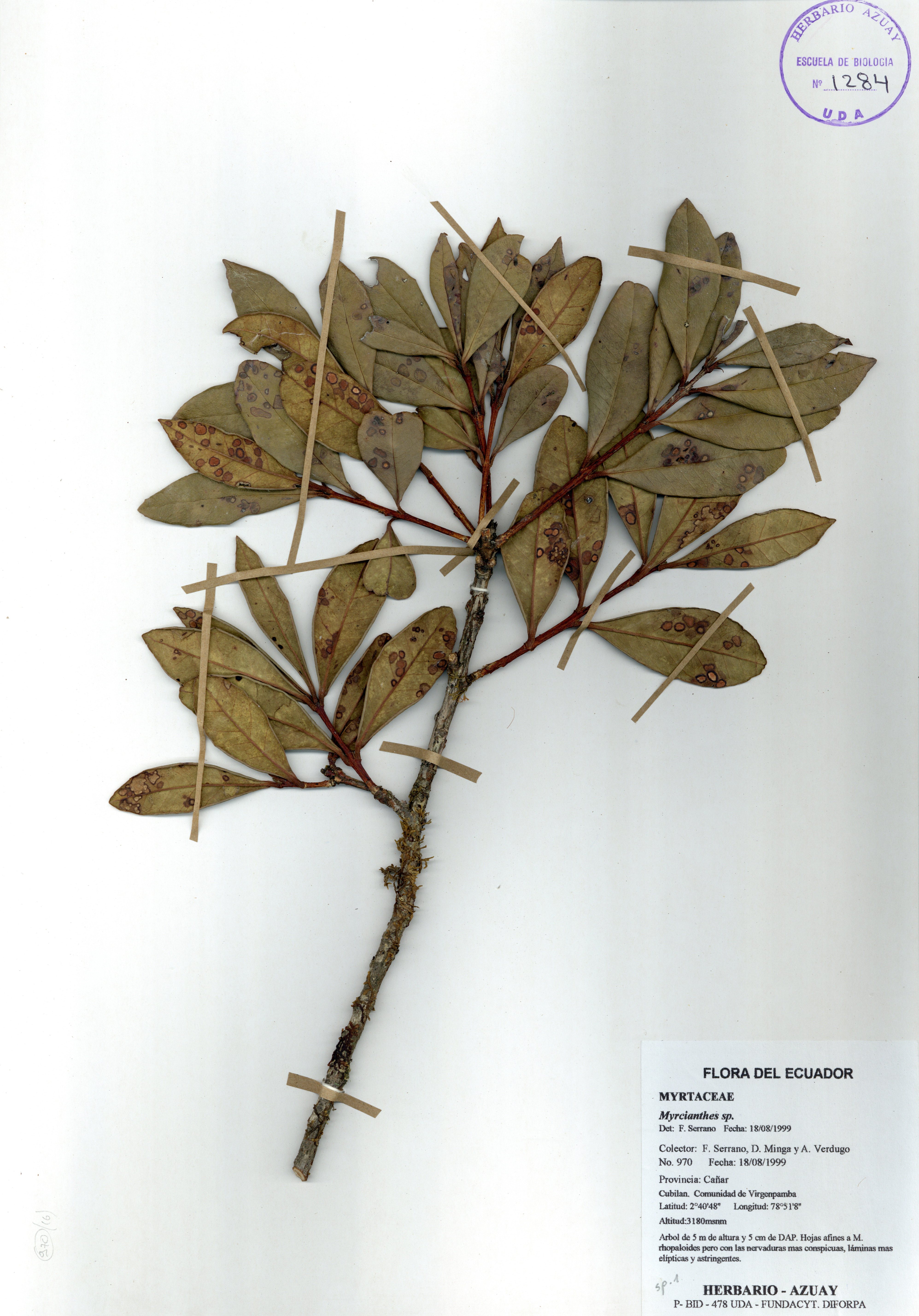 Myrcianthes sp. SIN DETERMINAR
