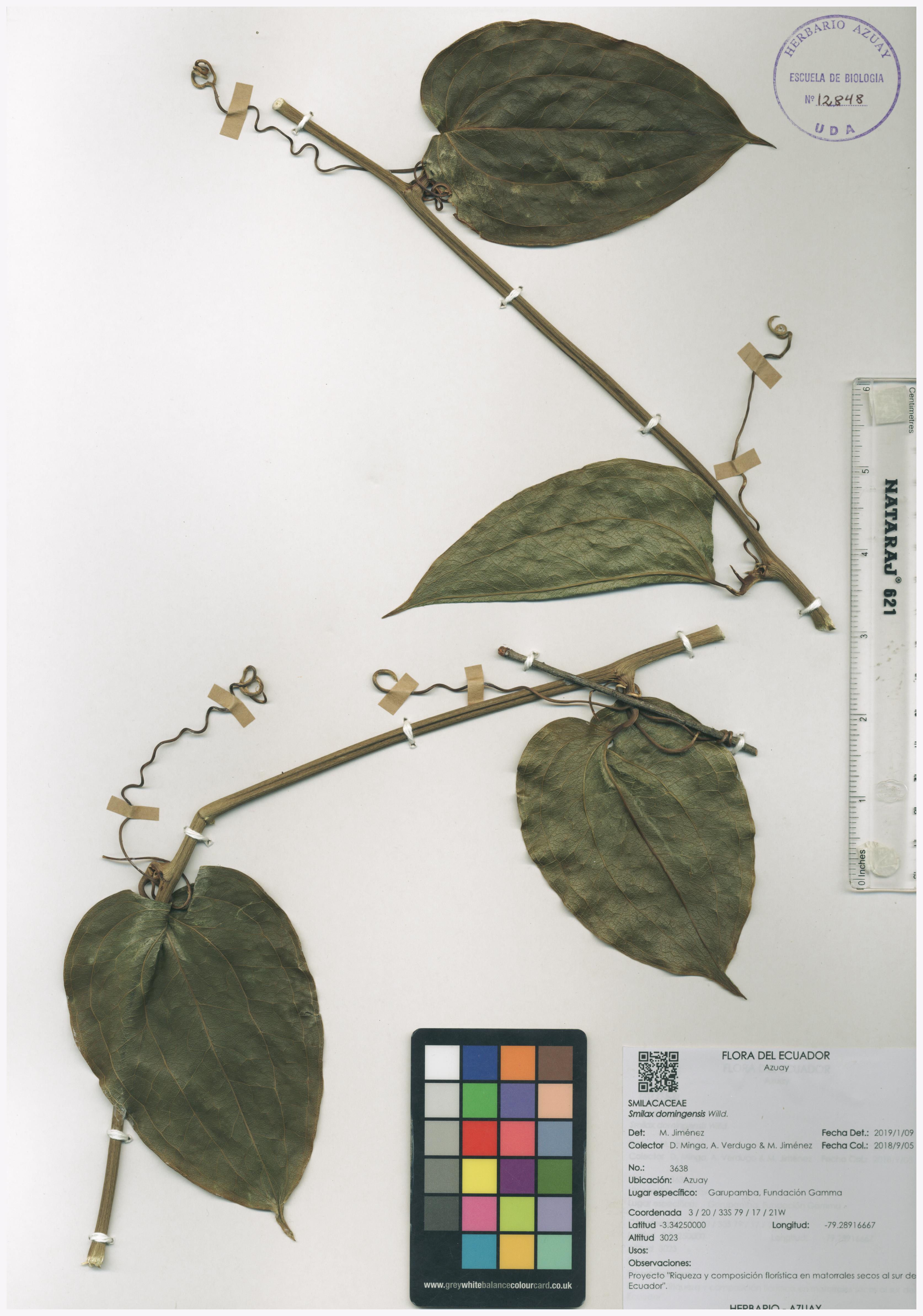 Smilax domingensis Willd.