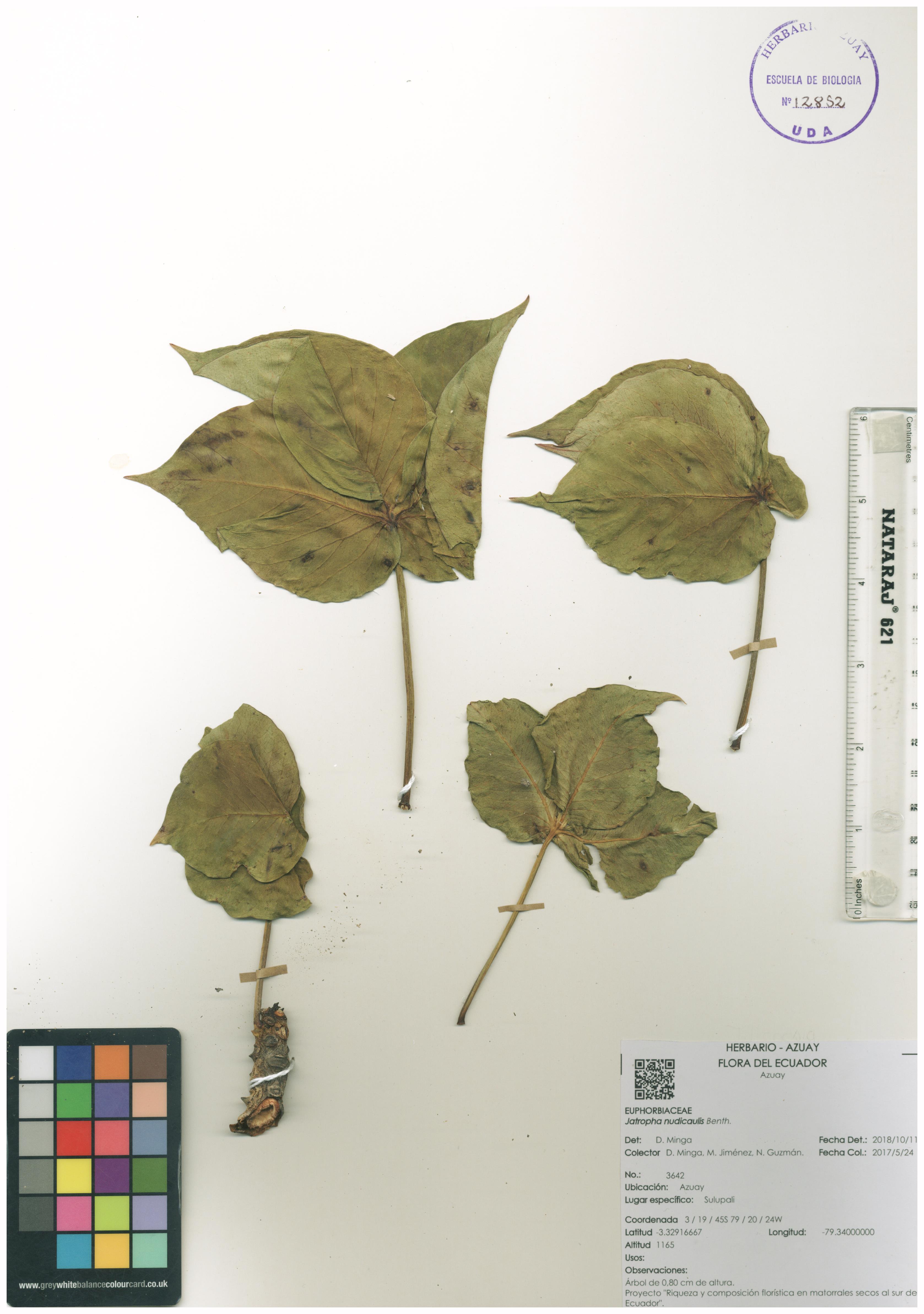 Jatropha nudicaulis Benth.