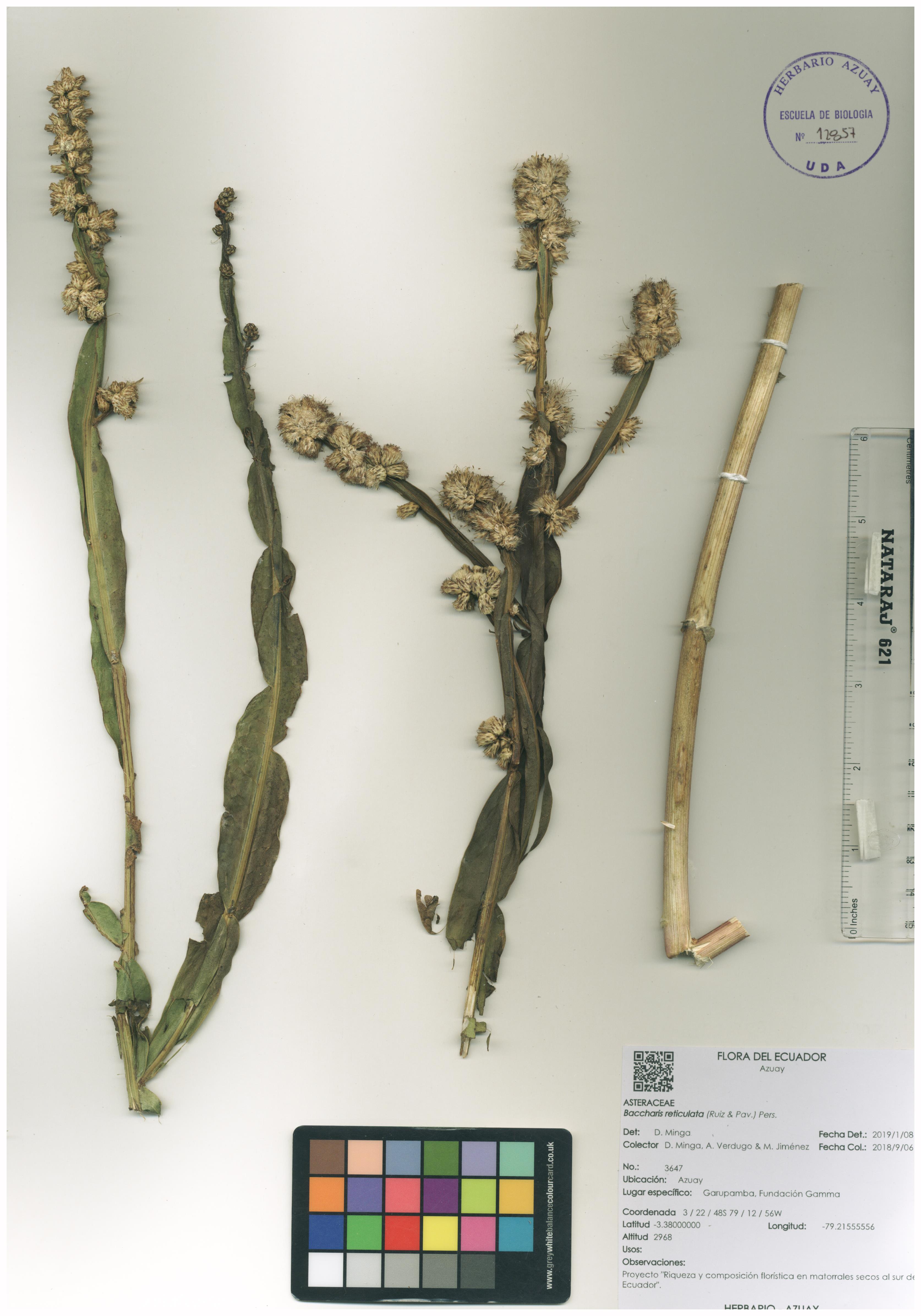 Baccharis reticulata (Ruiz & Pav.) Pers.