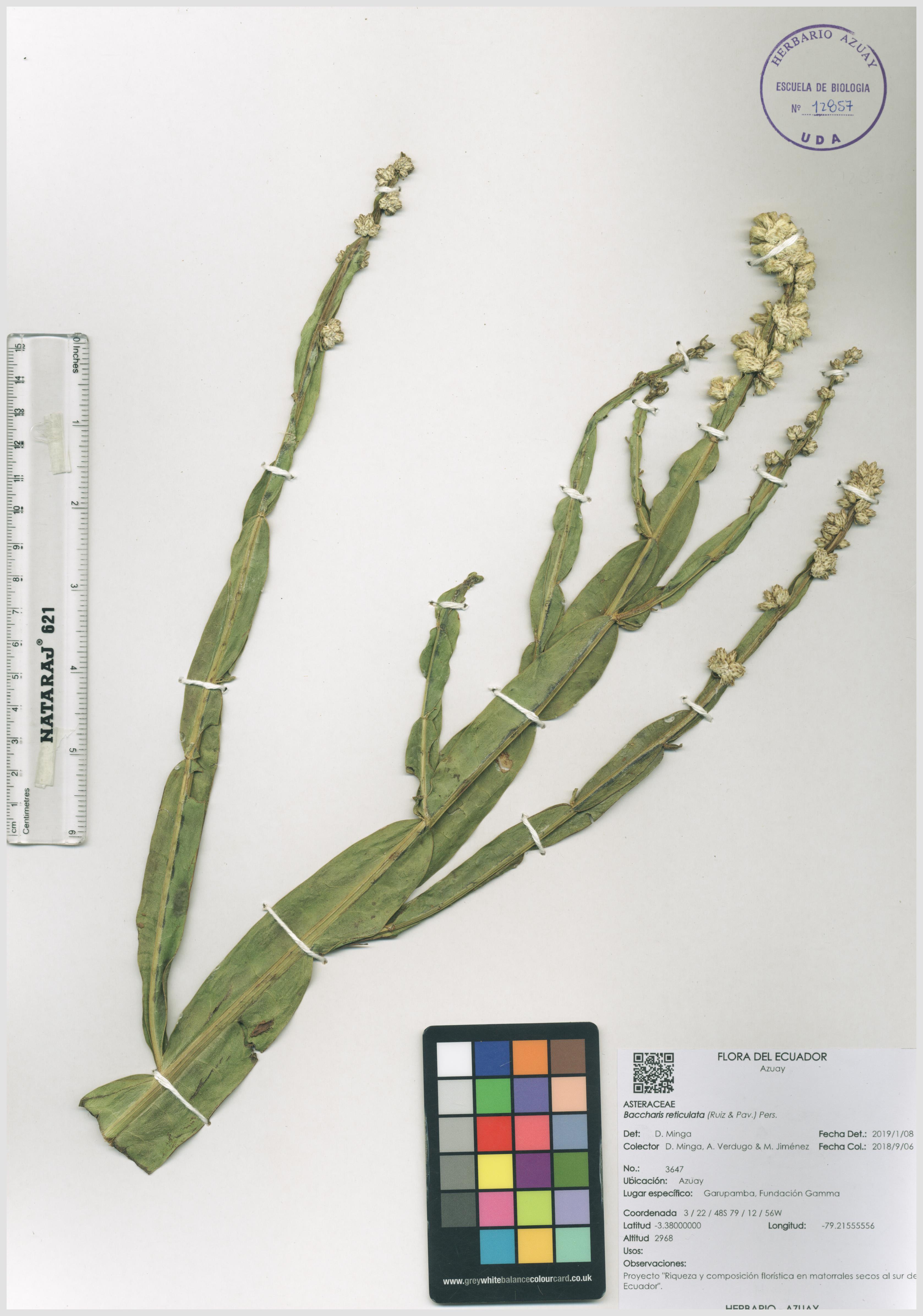 Baccharis reticulata (Ruiz & Pav.) Pers.