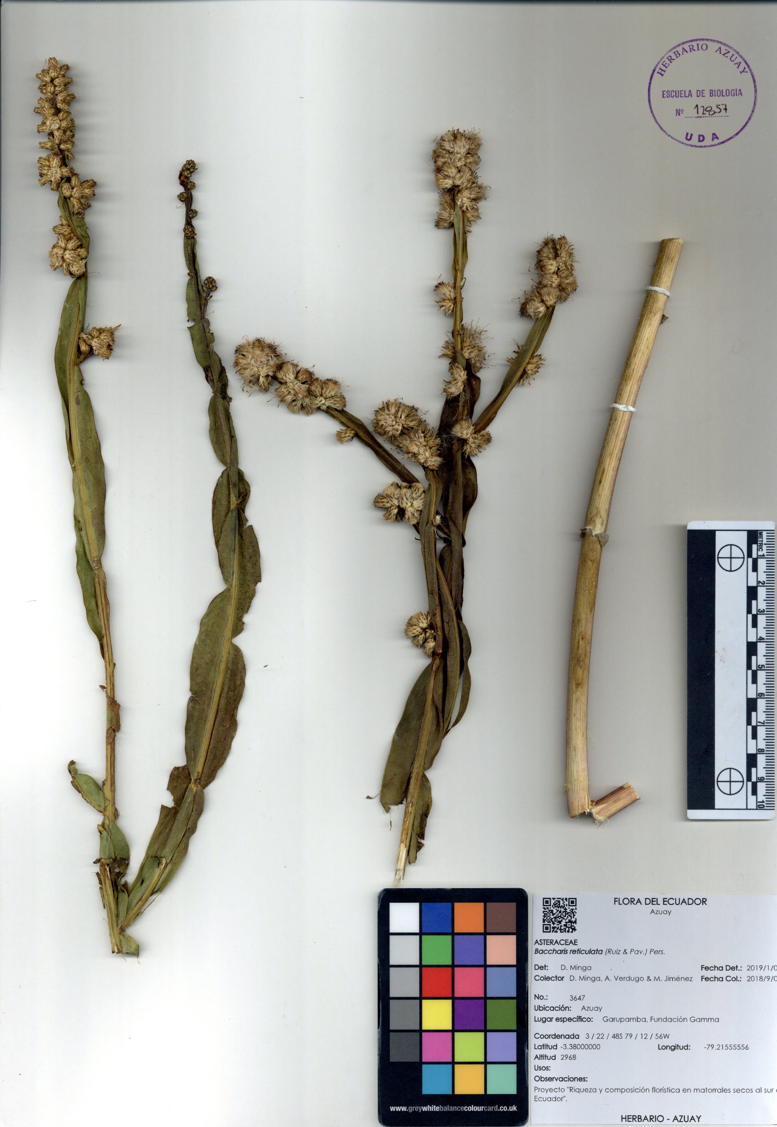 Baccharis reticulata (Ruiz & Pav.) Pers.
