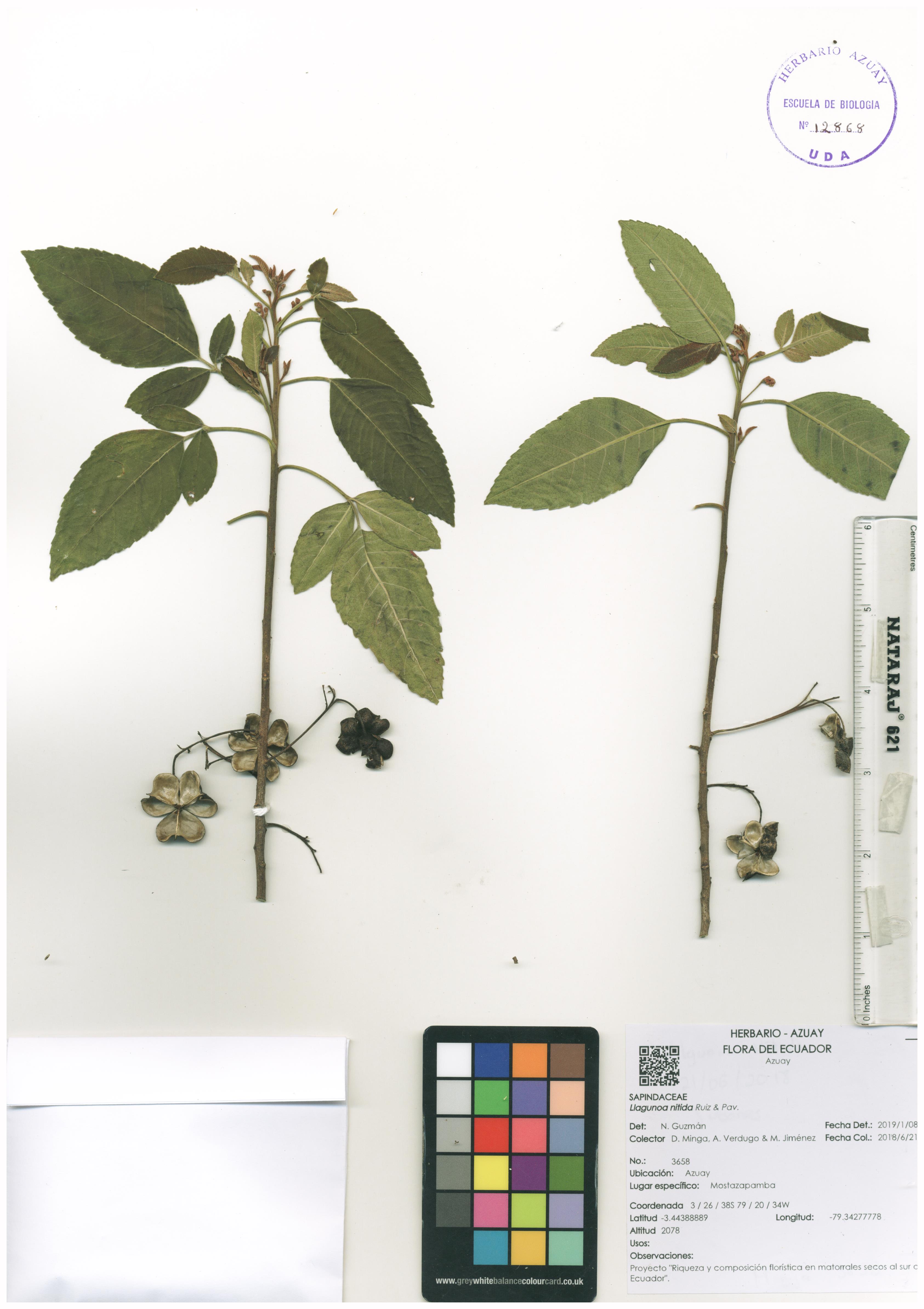 Llagunoa nitida Ruiz & Pav.