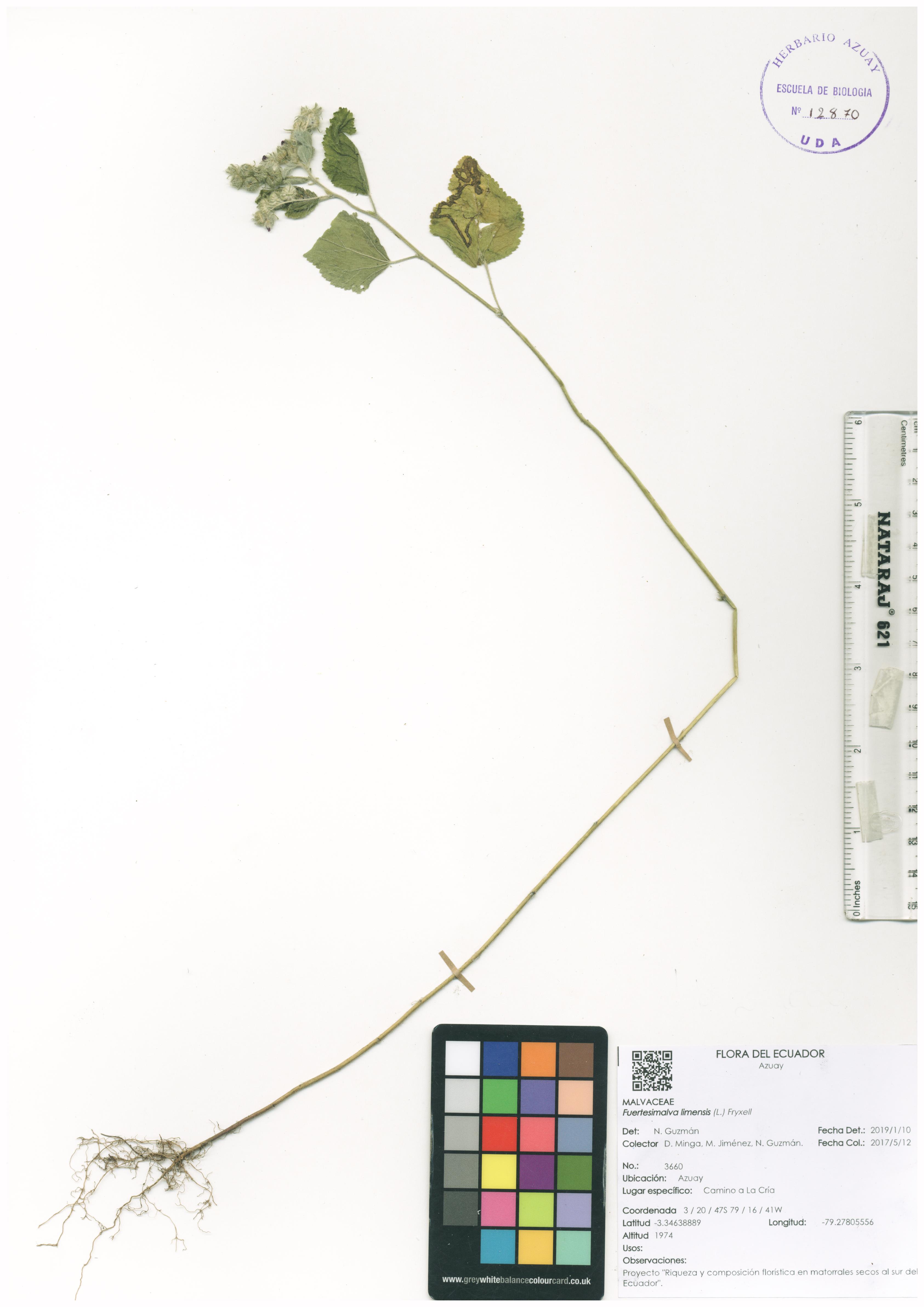 Fuertesimalva limensis (L.) Fryxell