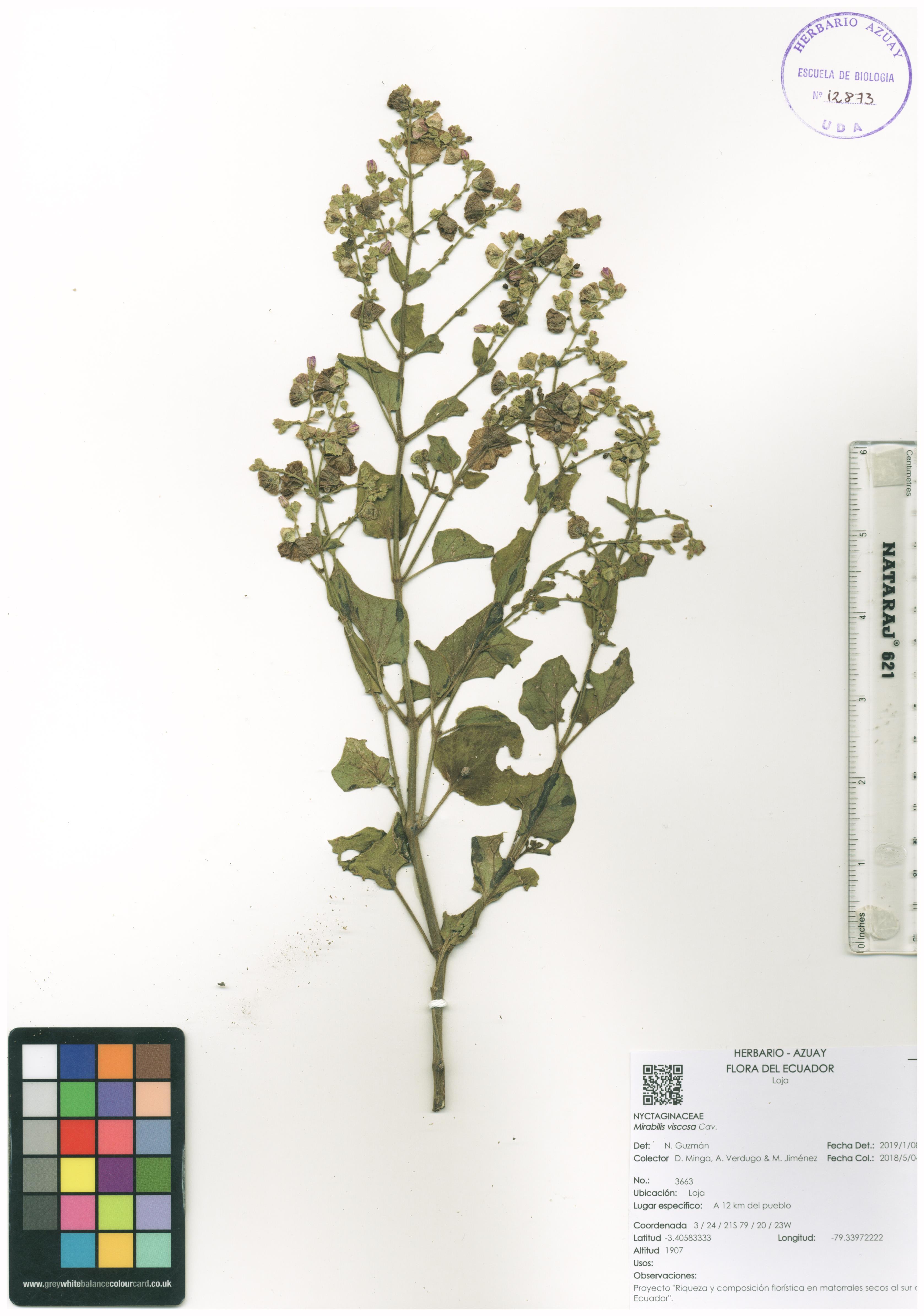 Mirabilis viscosa Cav.