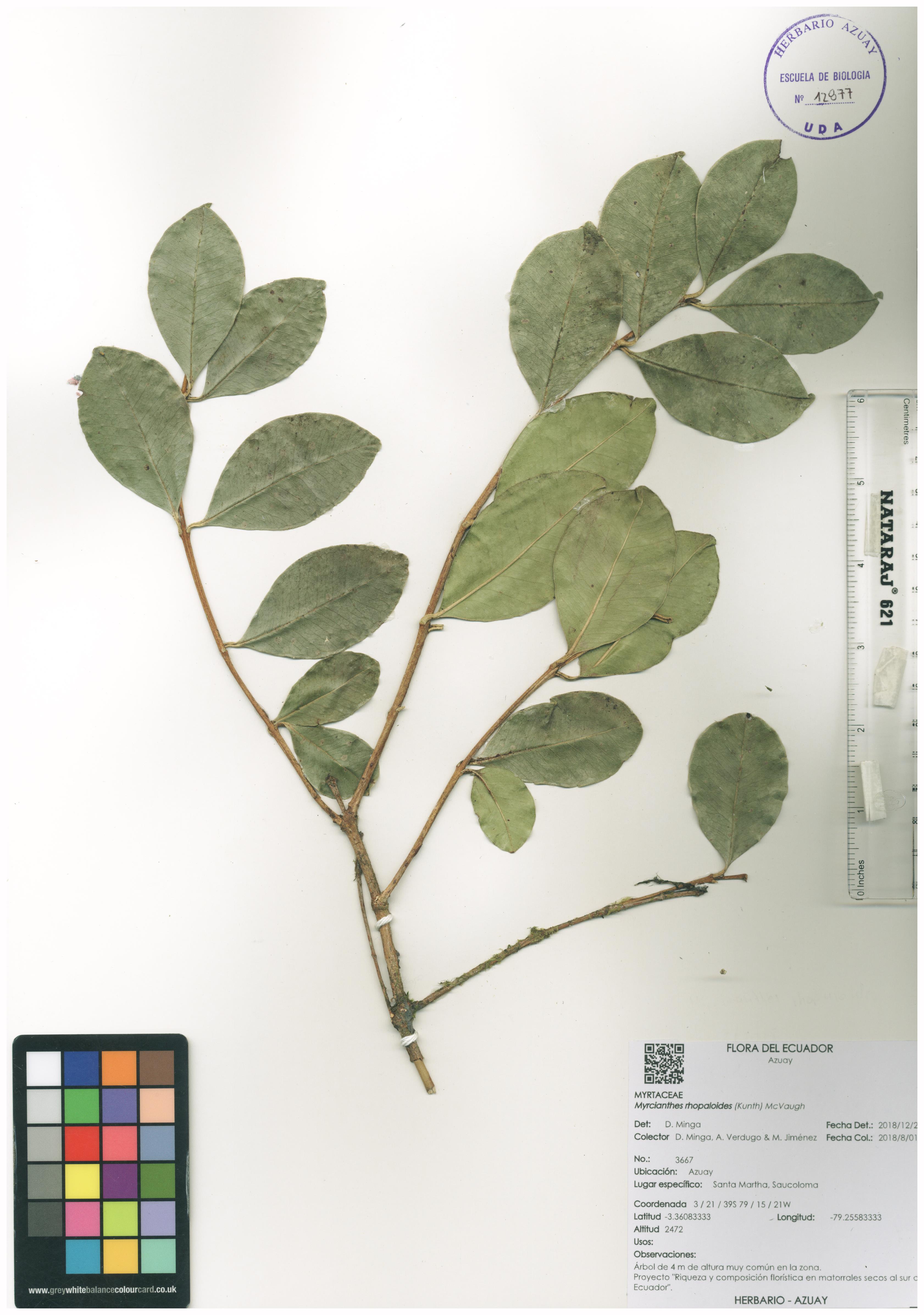 Myrcianthes rhopaloides (Kunth) McVaugh