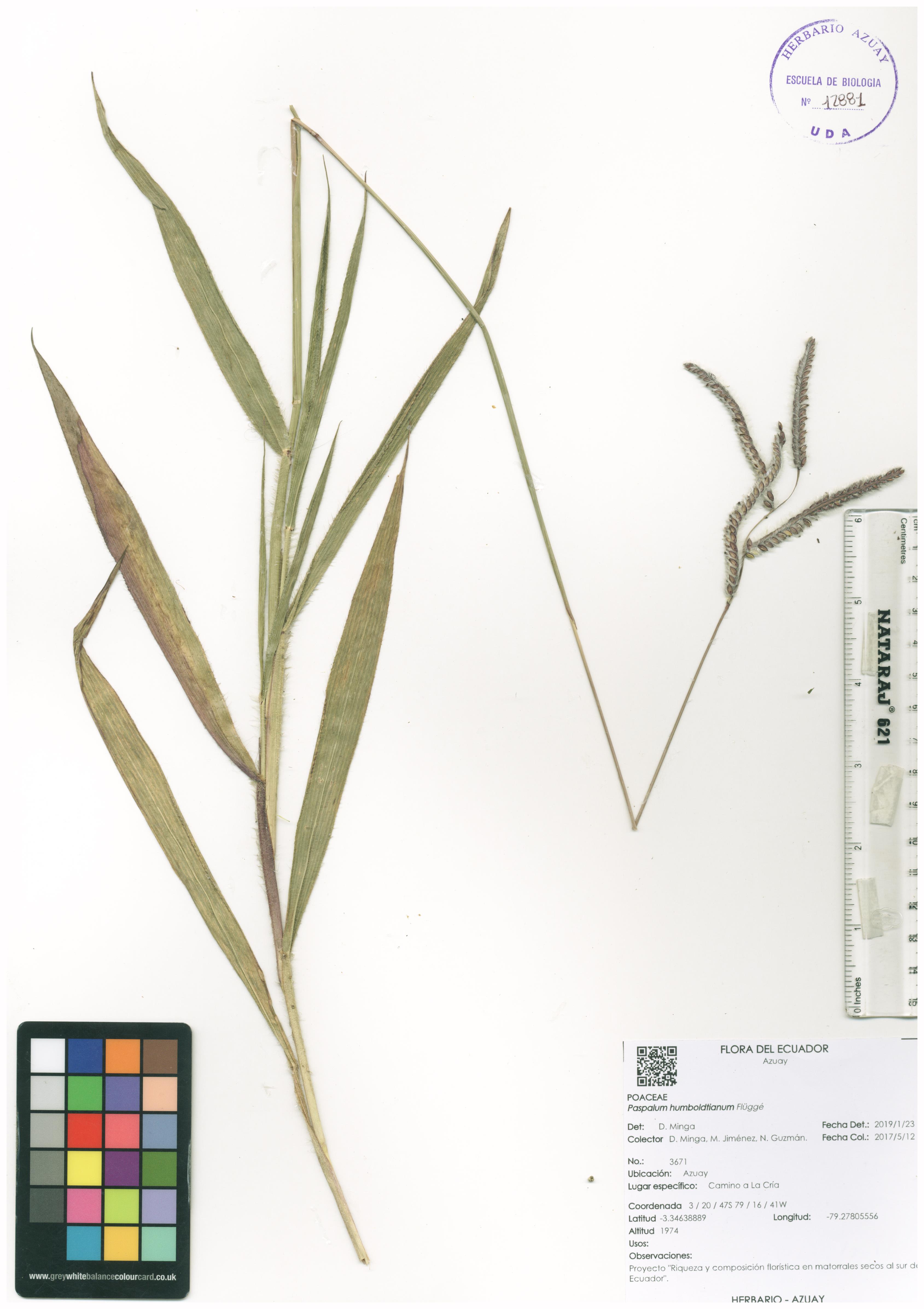 Paspalum humboldtianum Flüggé