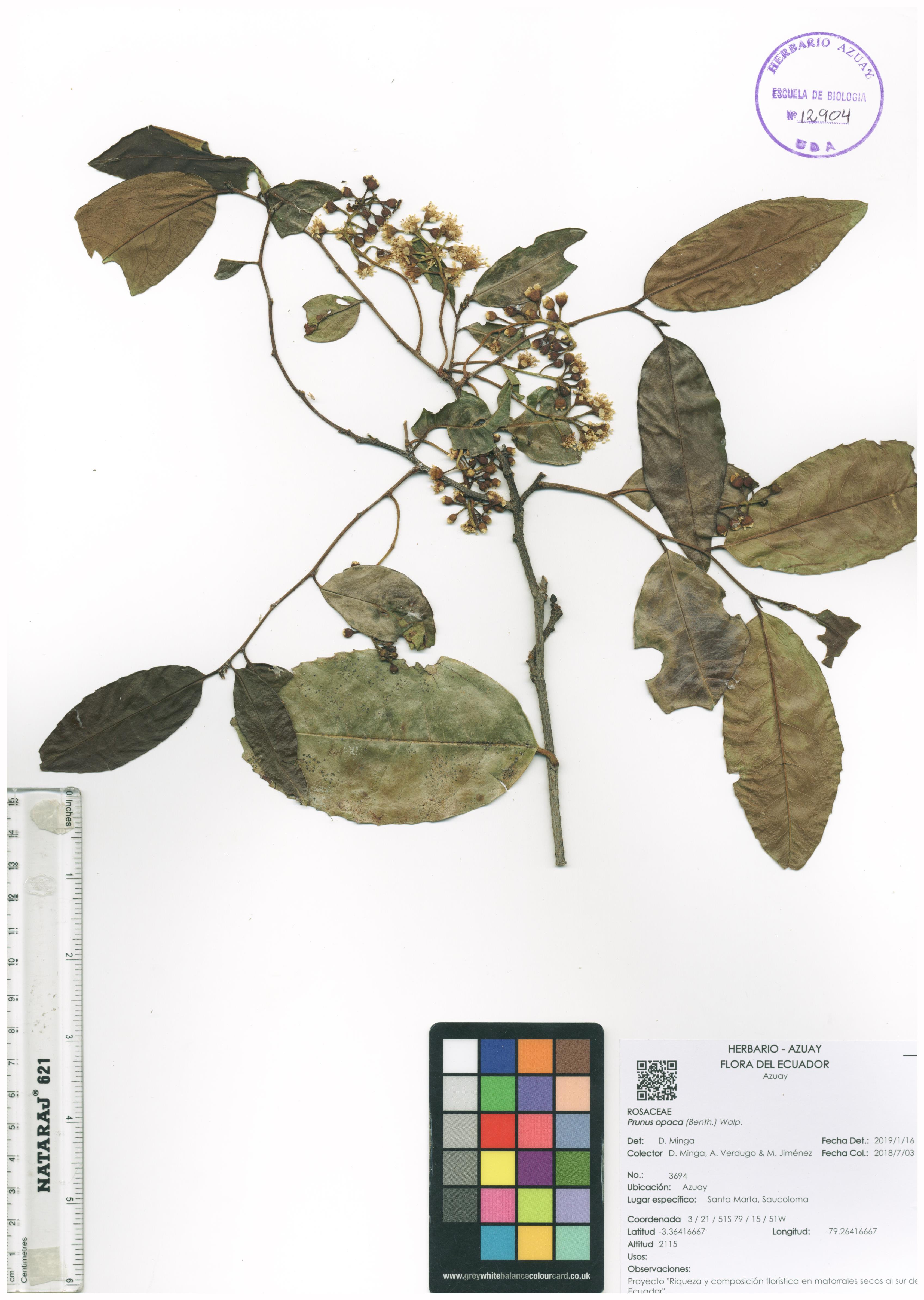 Prunus opaca (Benth.) Walp.