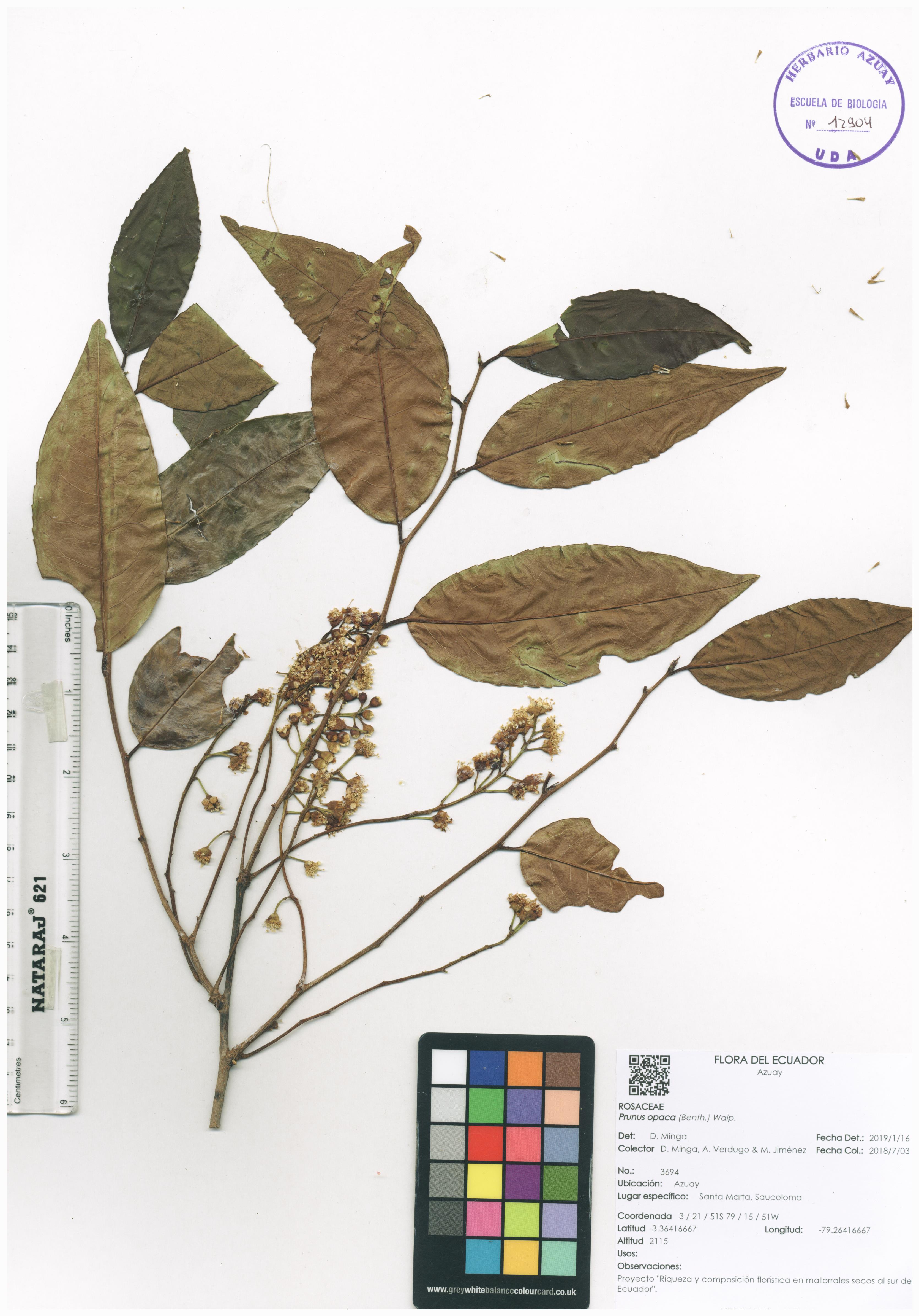 Prunus opaca (Benth.) Walp.