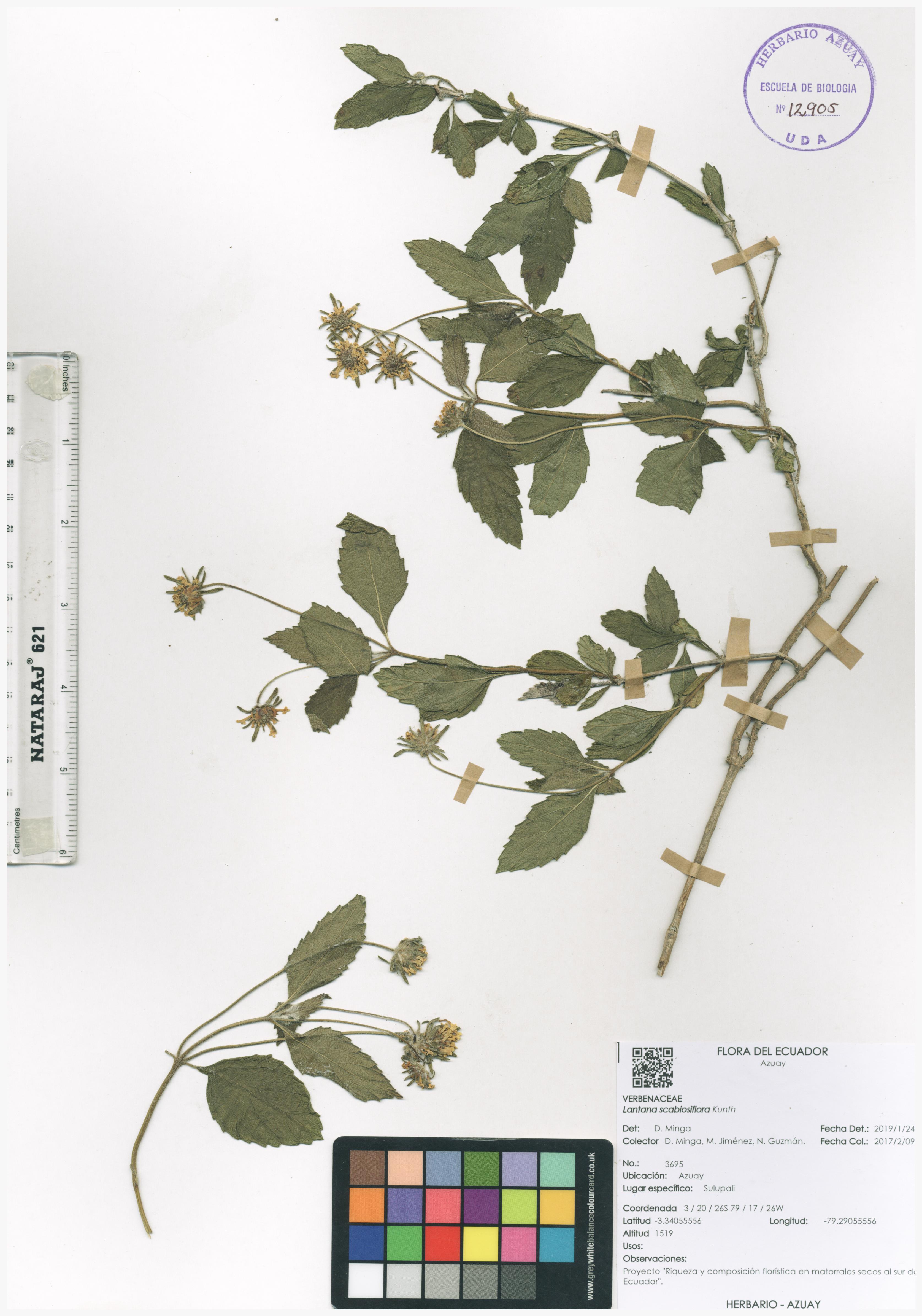 Lantana scabiosiflora Kunth