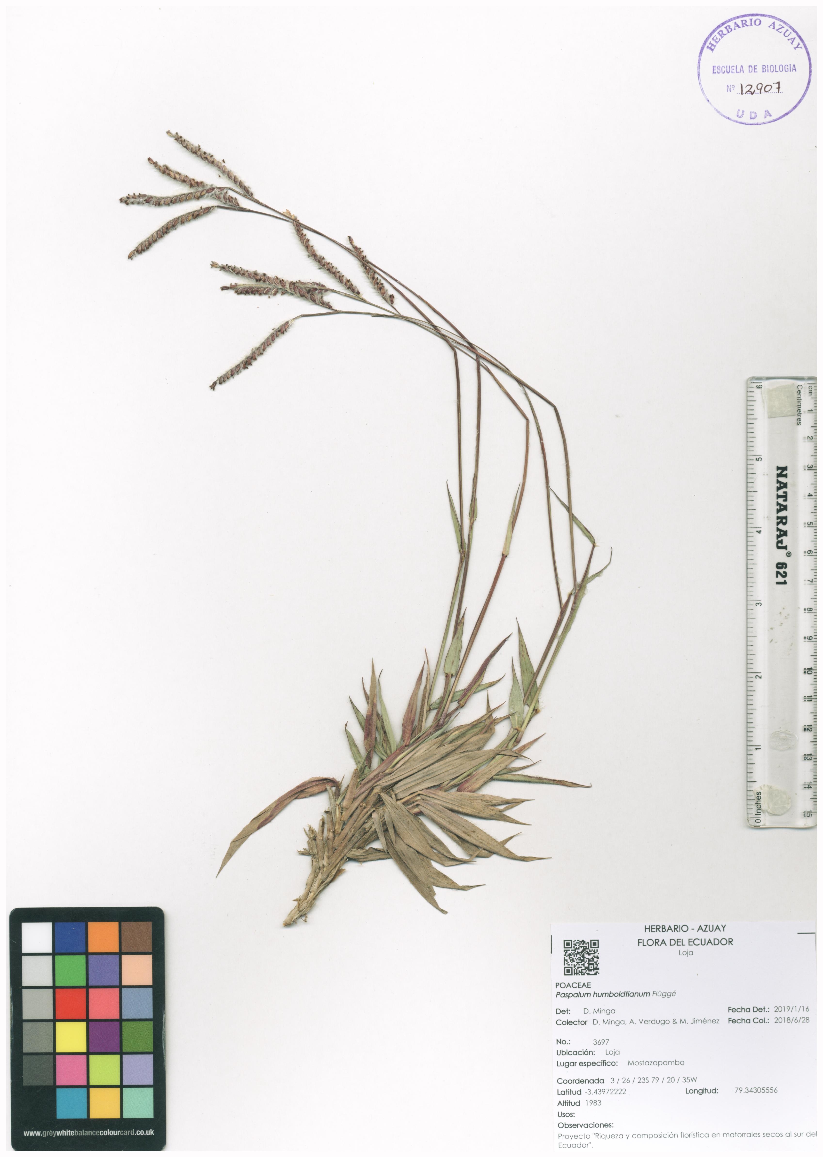 Paspalum humboldtianum Flüggé