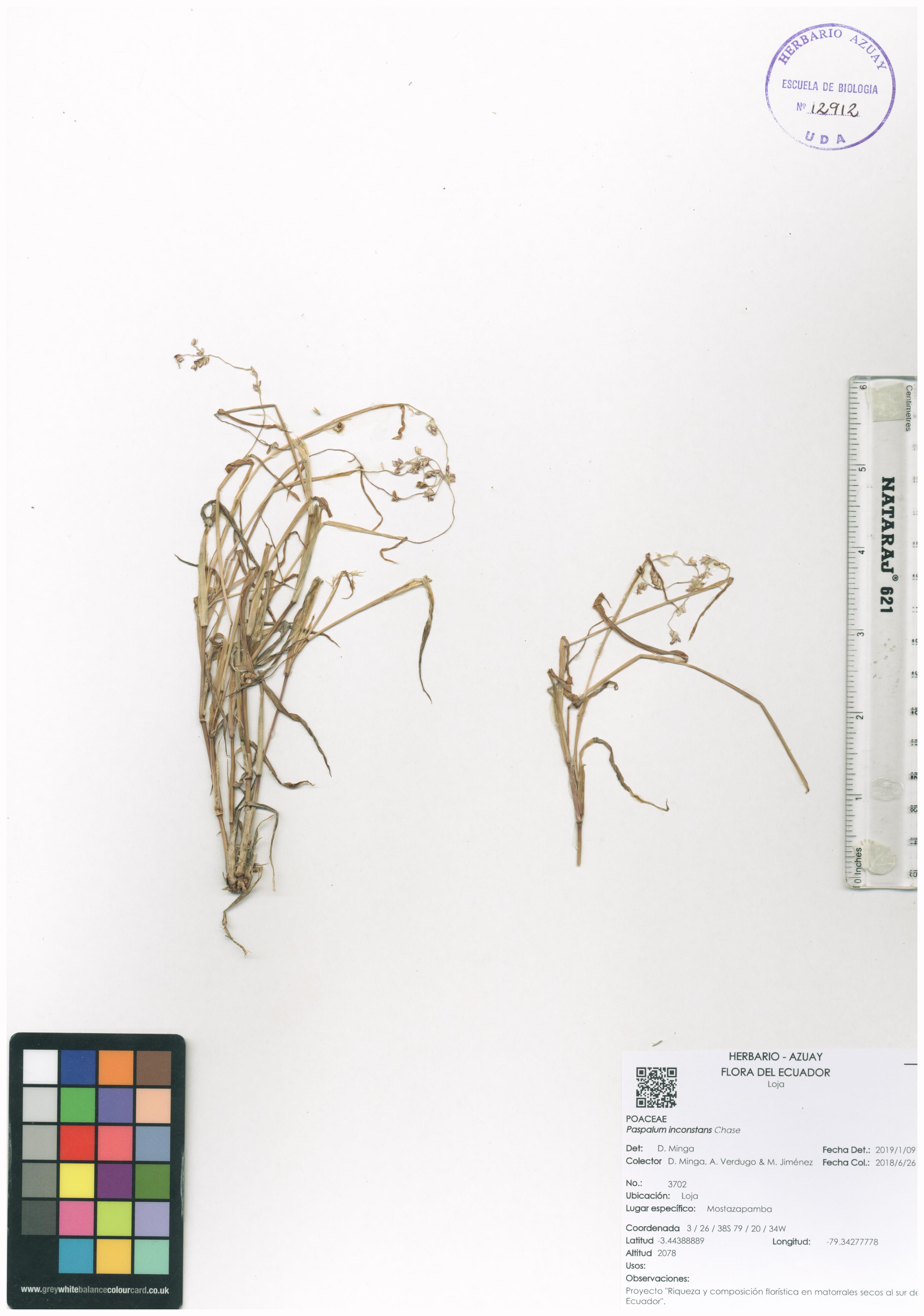 Paspalum inconstans Chase