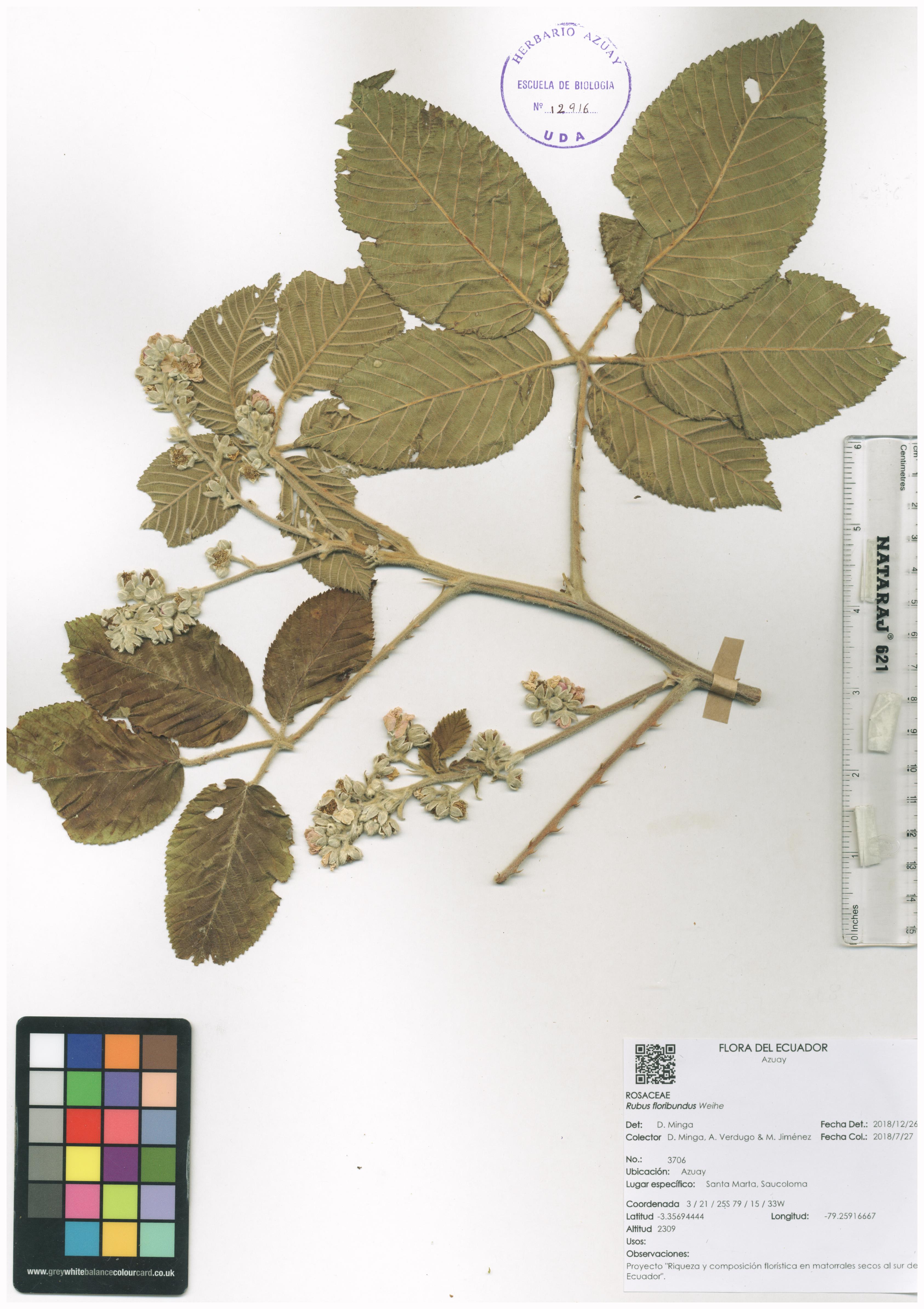 Rubus floribundus Kunth