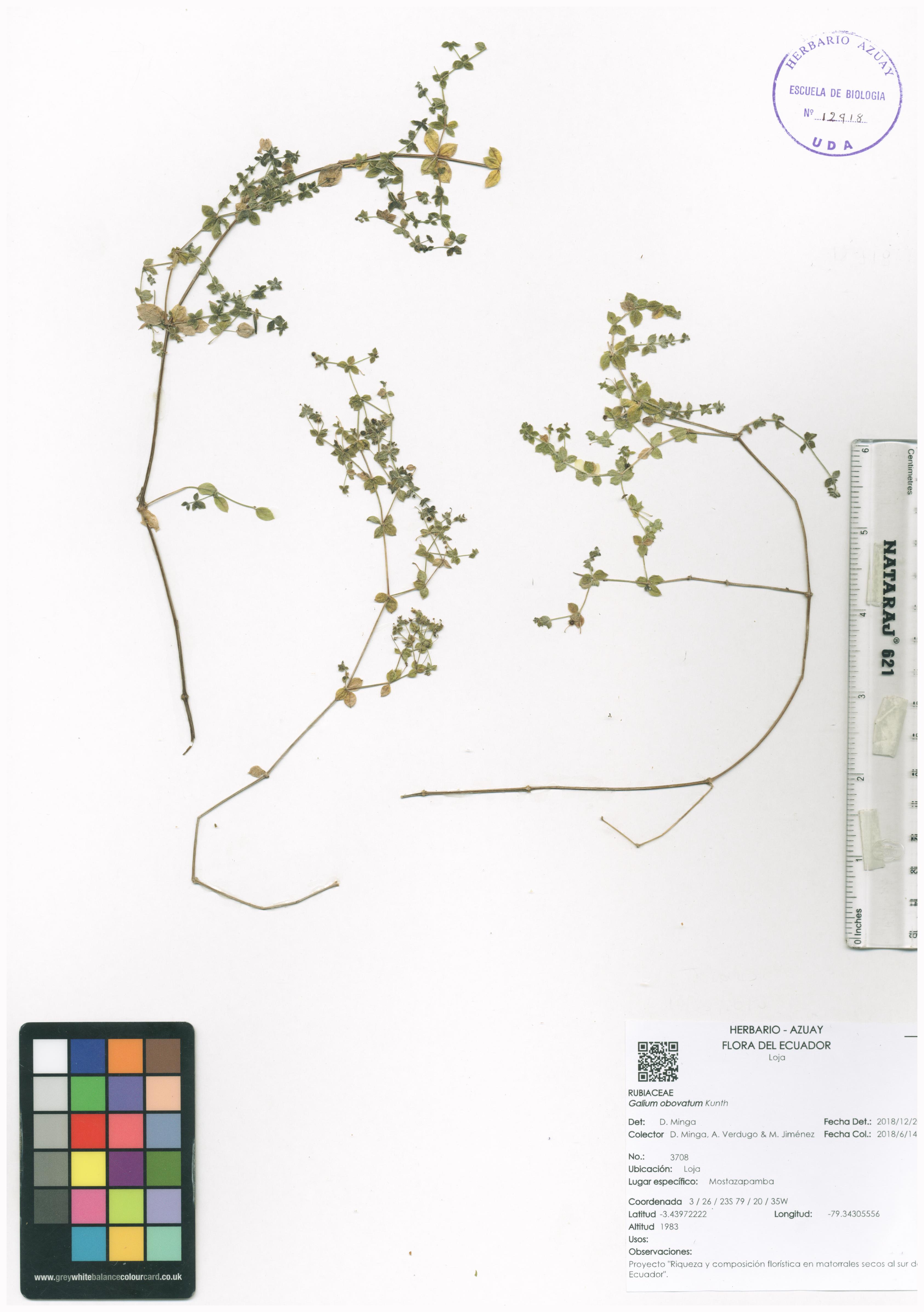 Galium obovatum Kunth