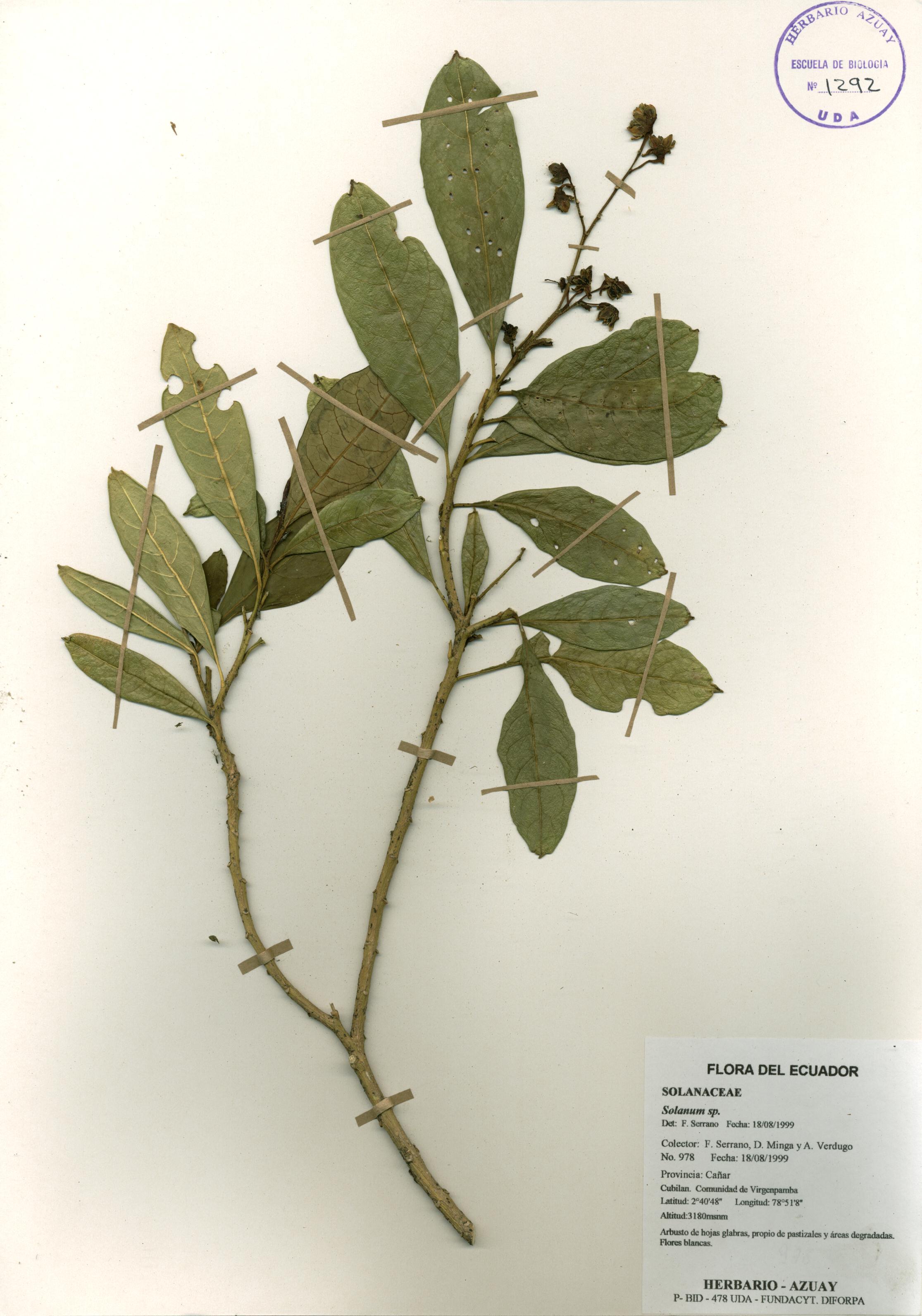 Solanum sp. SIN DETERMINAR