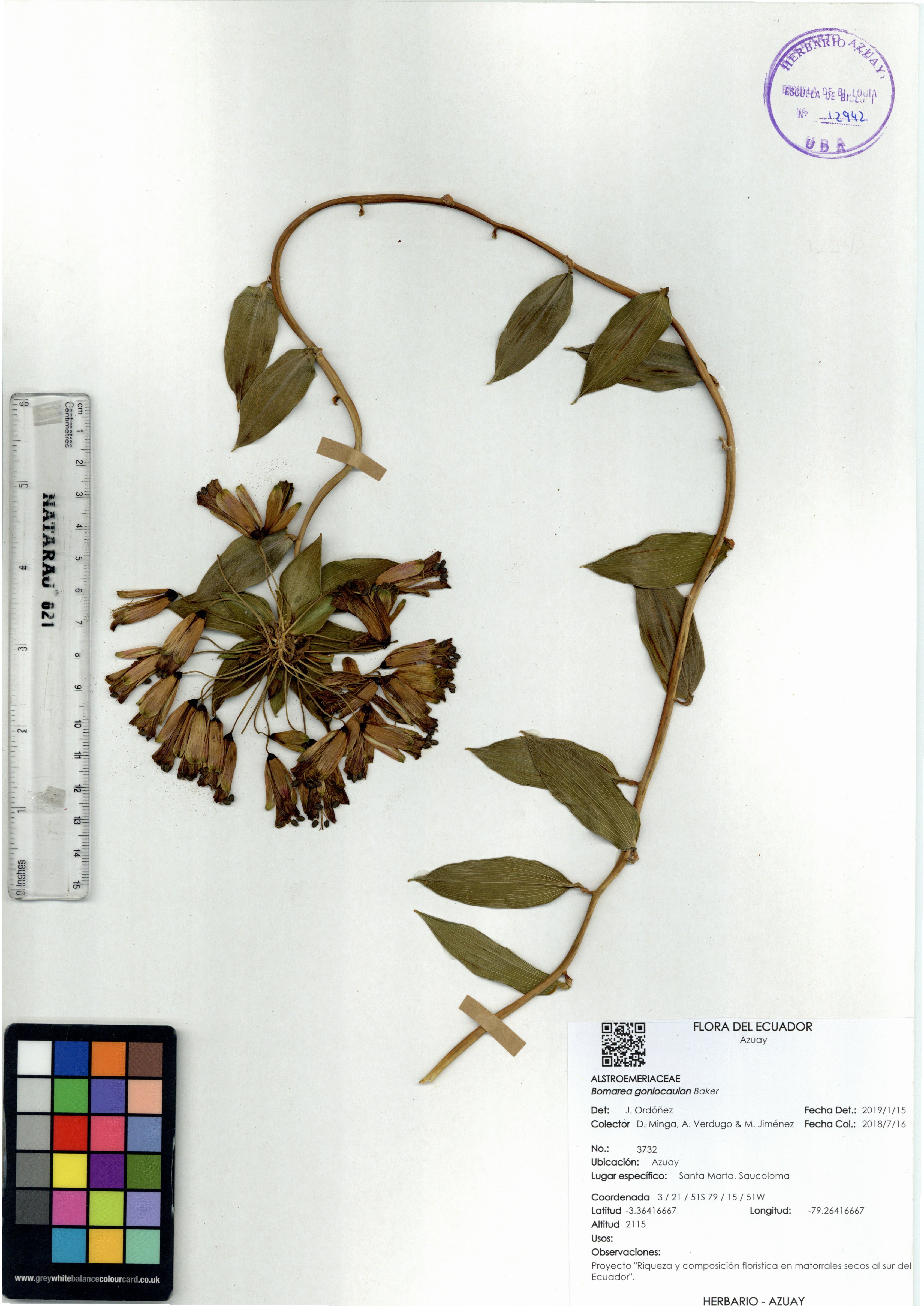 Bomarea goniocaulon Baker