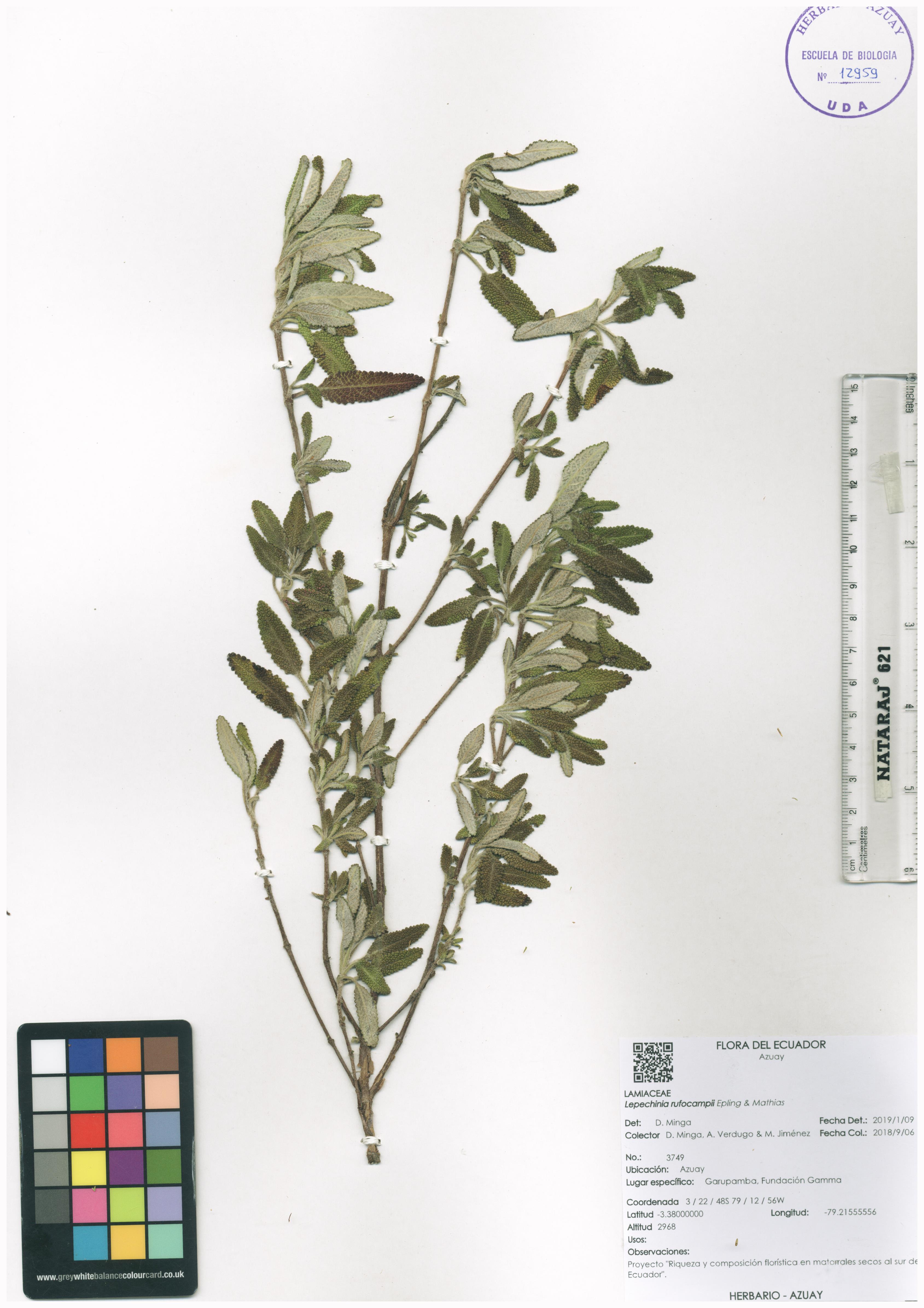 Lepechinia rufocampii Epling & Mathias | | Herbario Azuay