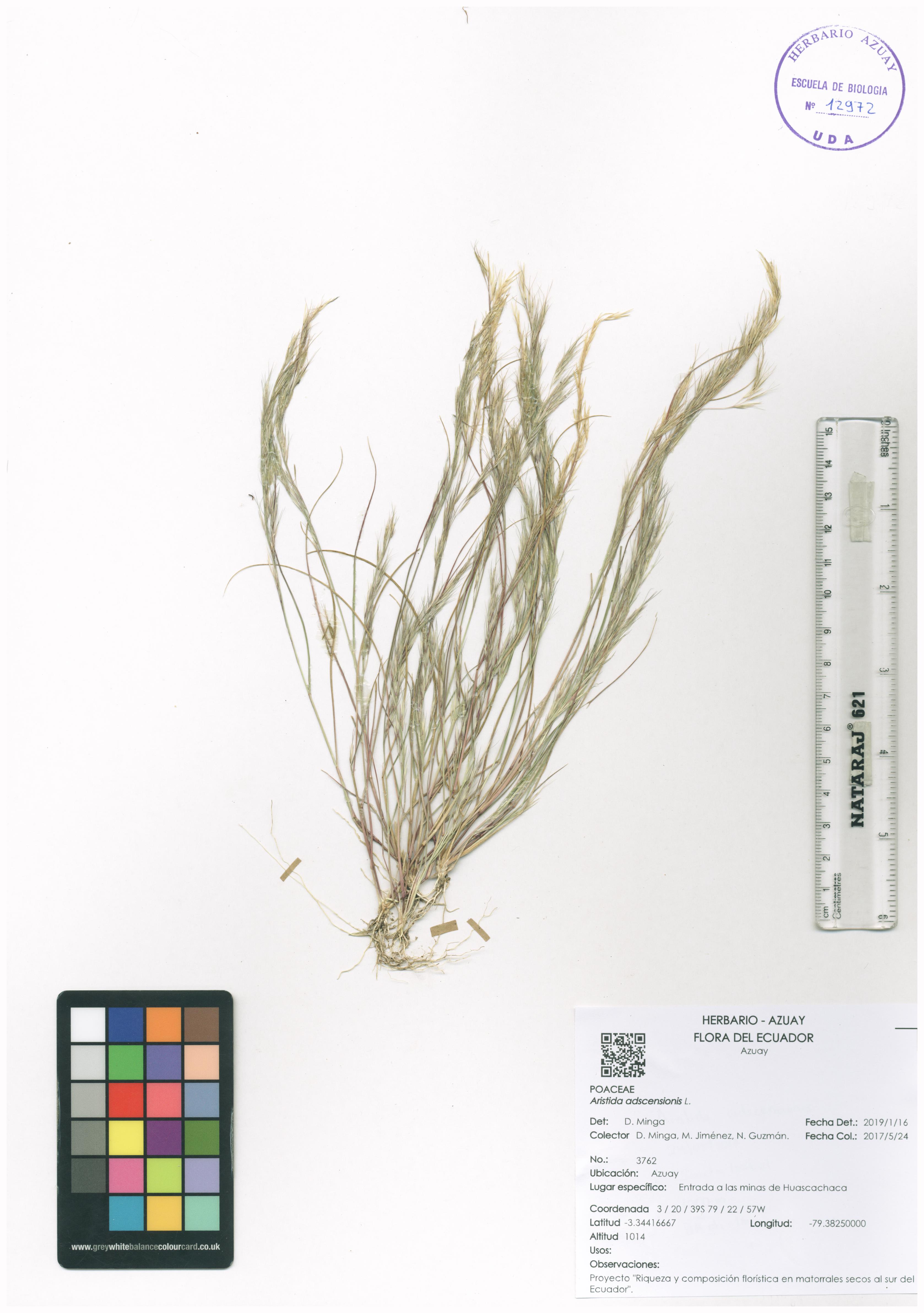 Aristida adscensionis L.