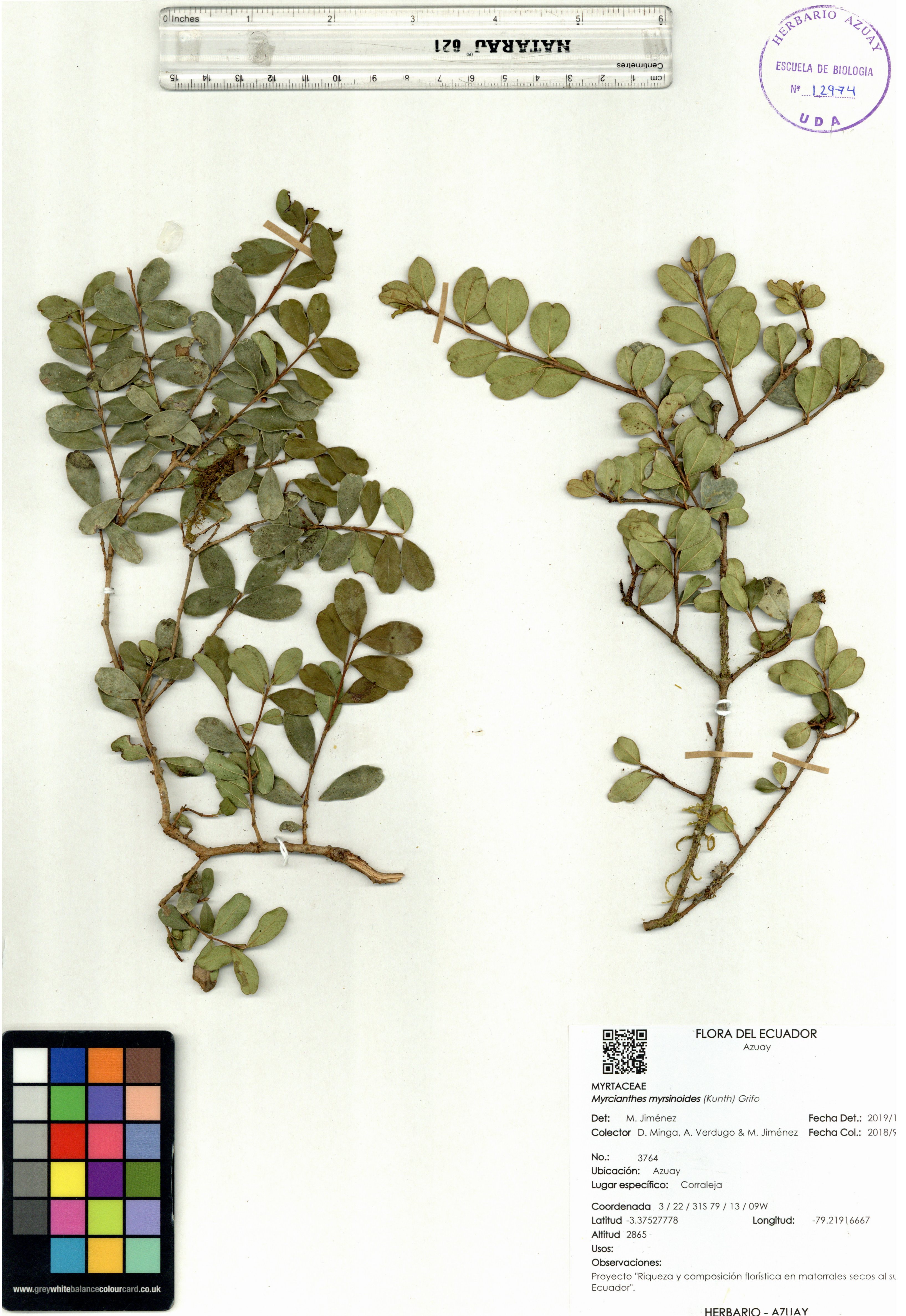 Myrcianthes myrsinoides (Kunth) Grifo