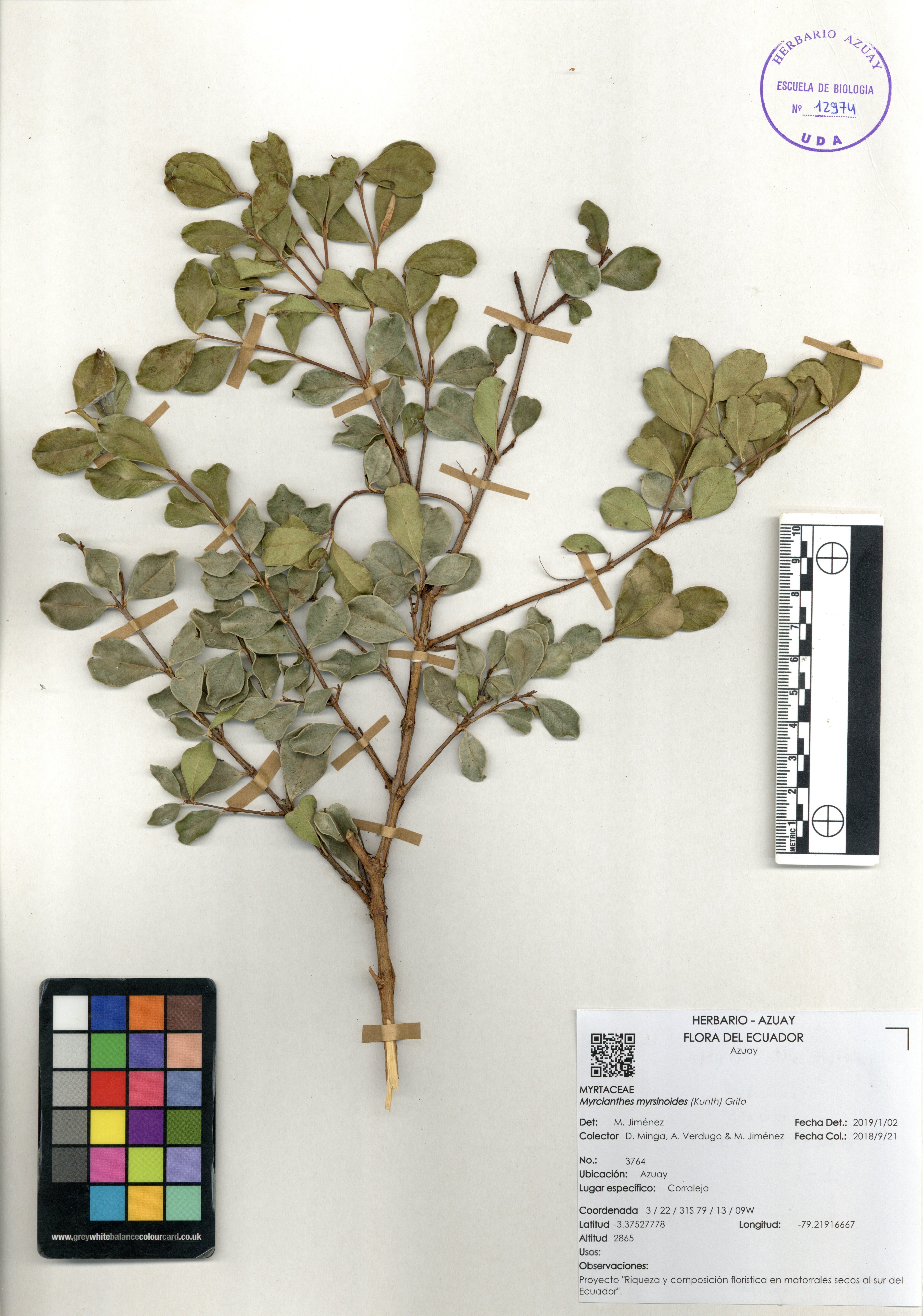 Myrcianthes myrsinoides (Kunth) Grifo