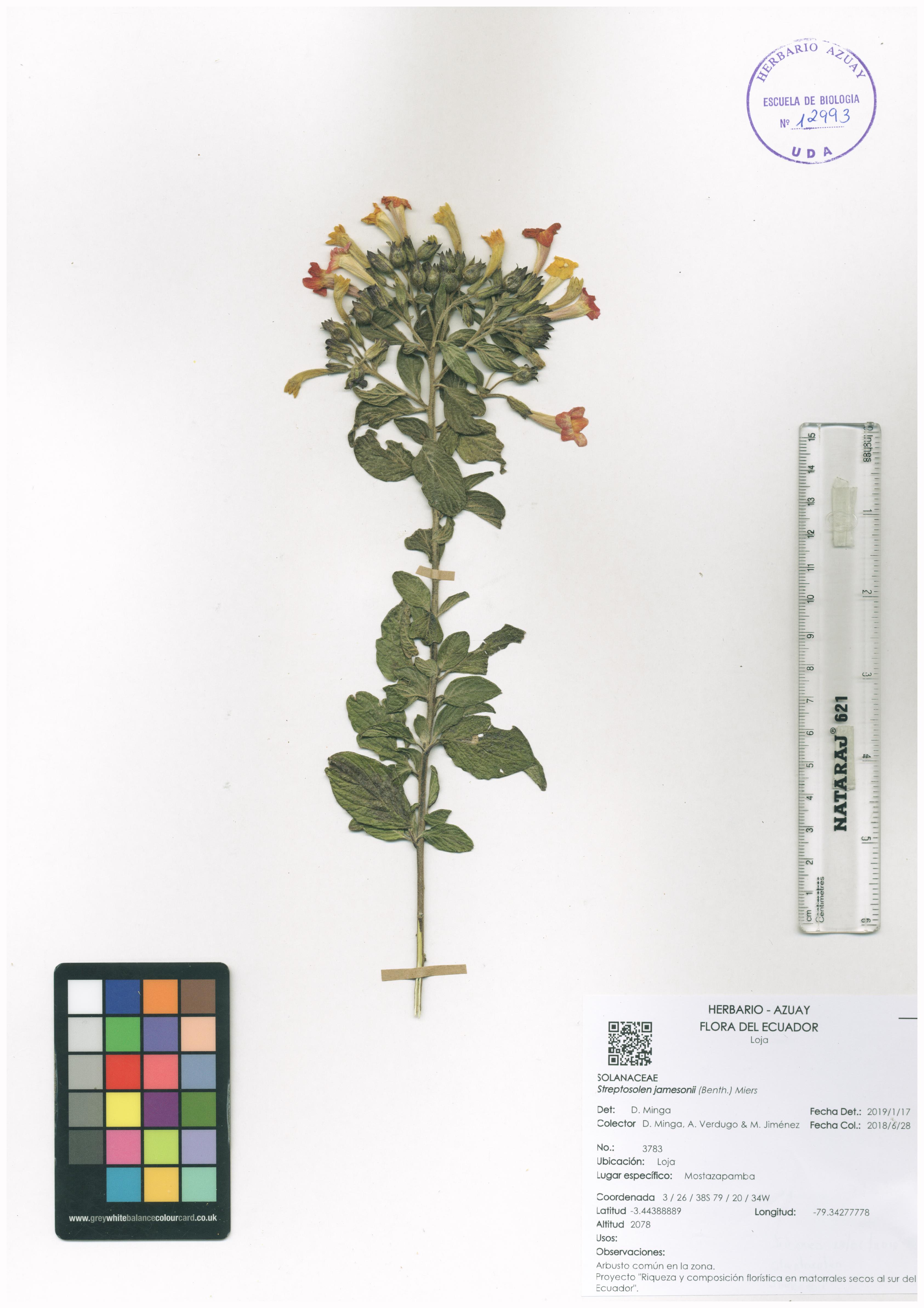 Streptosolen jamesonii (Benth.) Miers