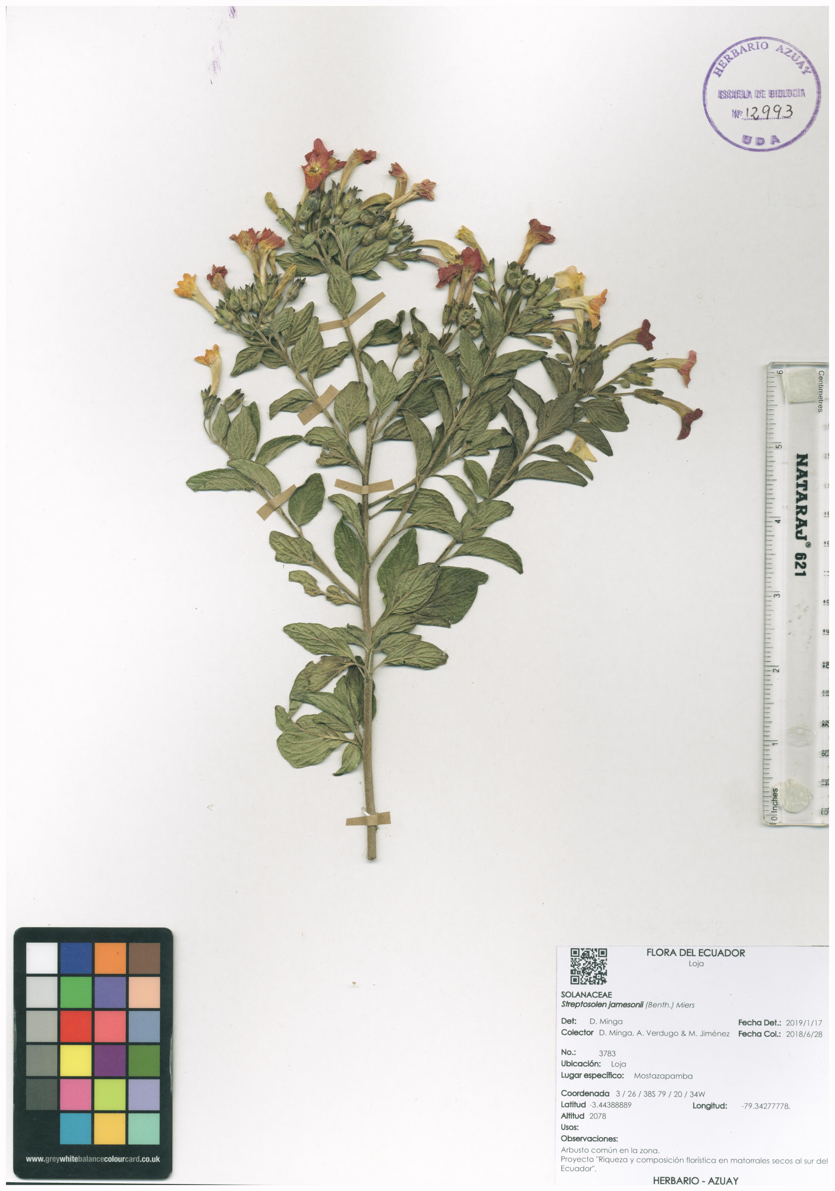 Streptosolen jamesonii (Benth.) Miers