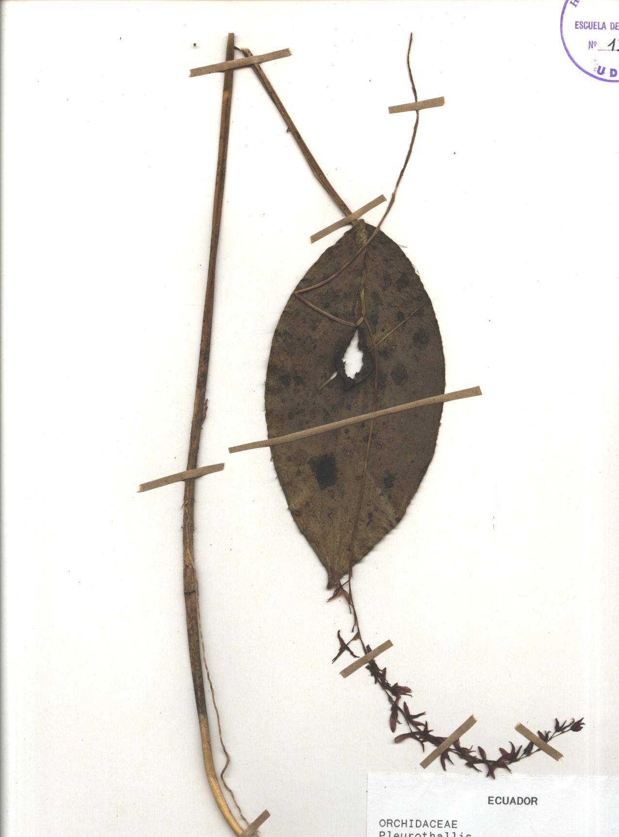 Pleurothallis sp. SIN DETERMINAR