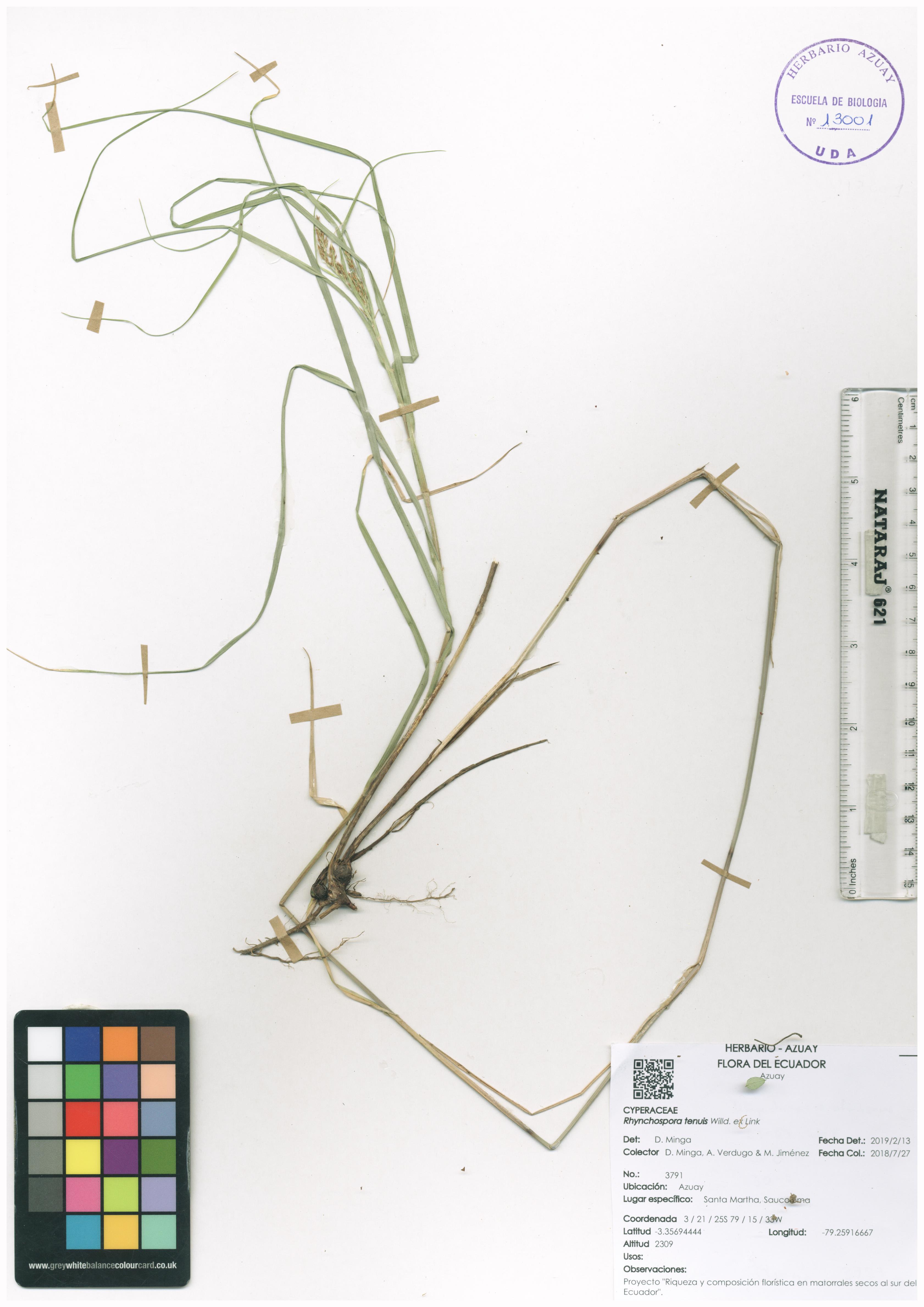Rhynchospora tenuis Willd. ex Link