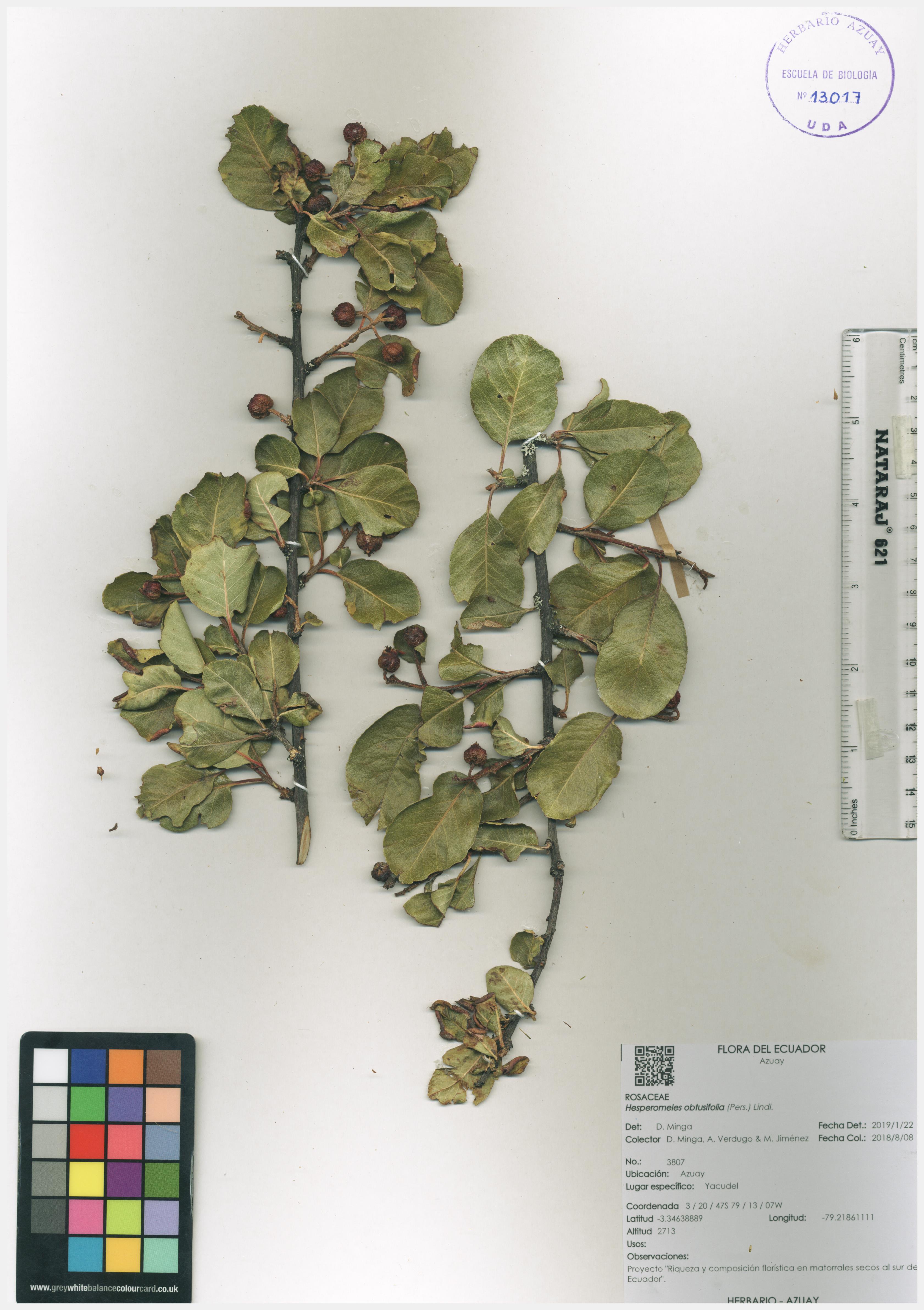 Hesperomeles obtusifolia (Pers.) Lindl.