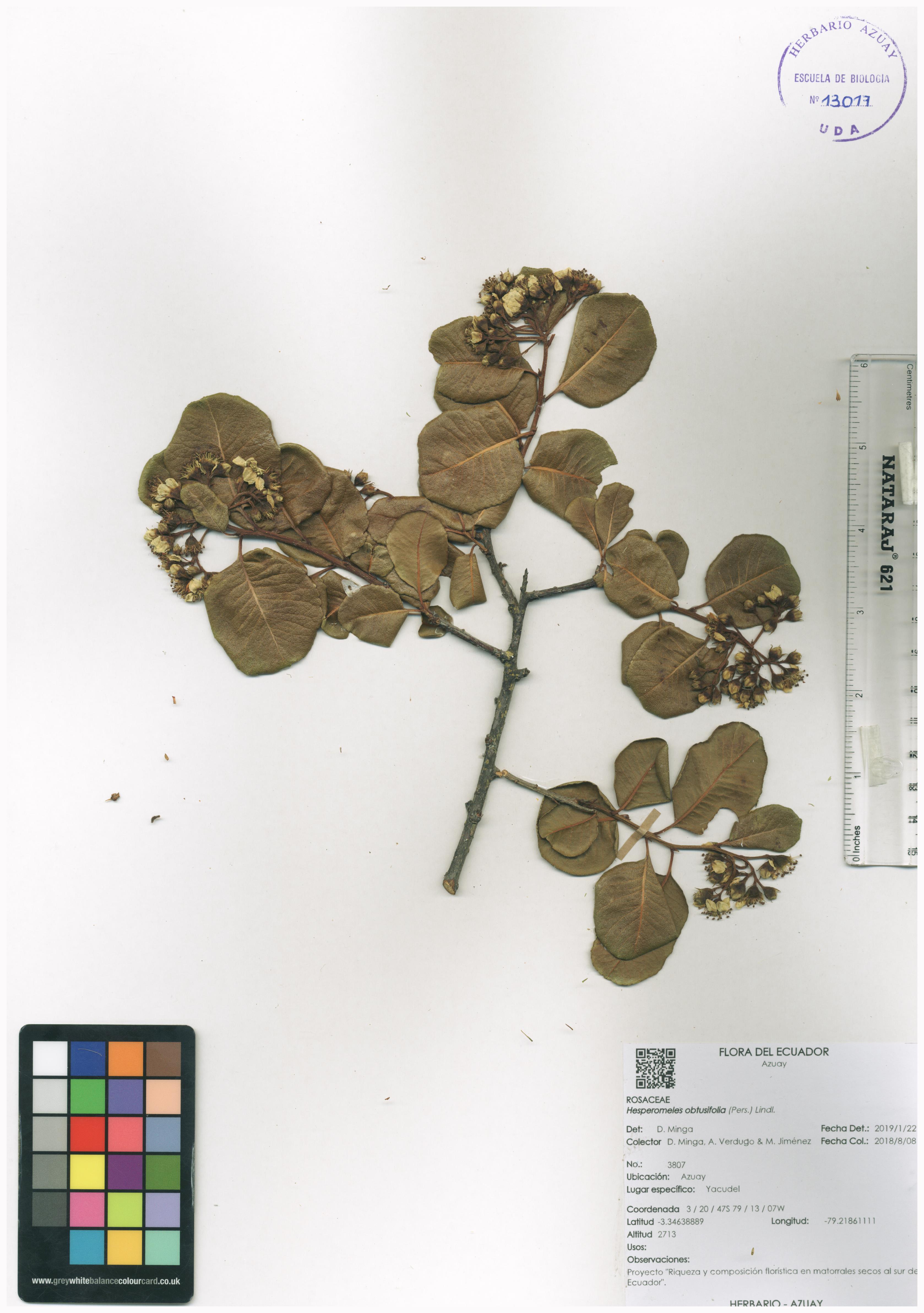 Hesperomeles obtusifolia (Pers.) Lindl.