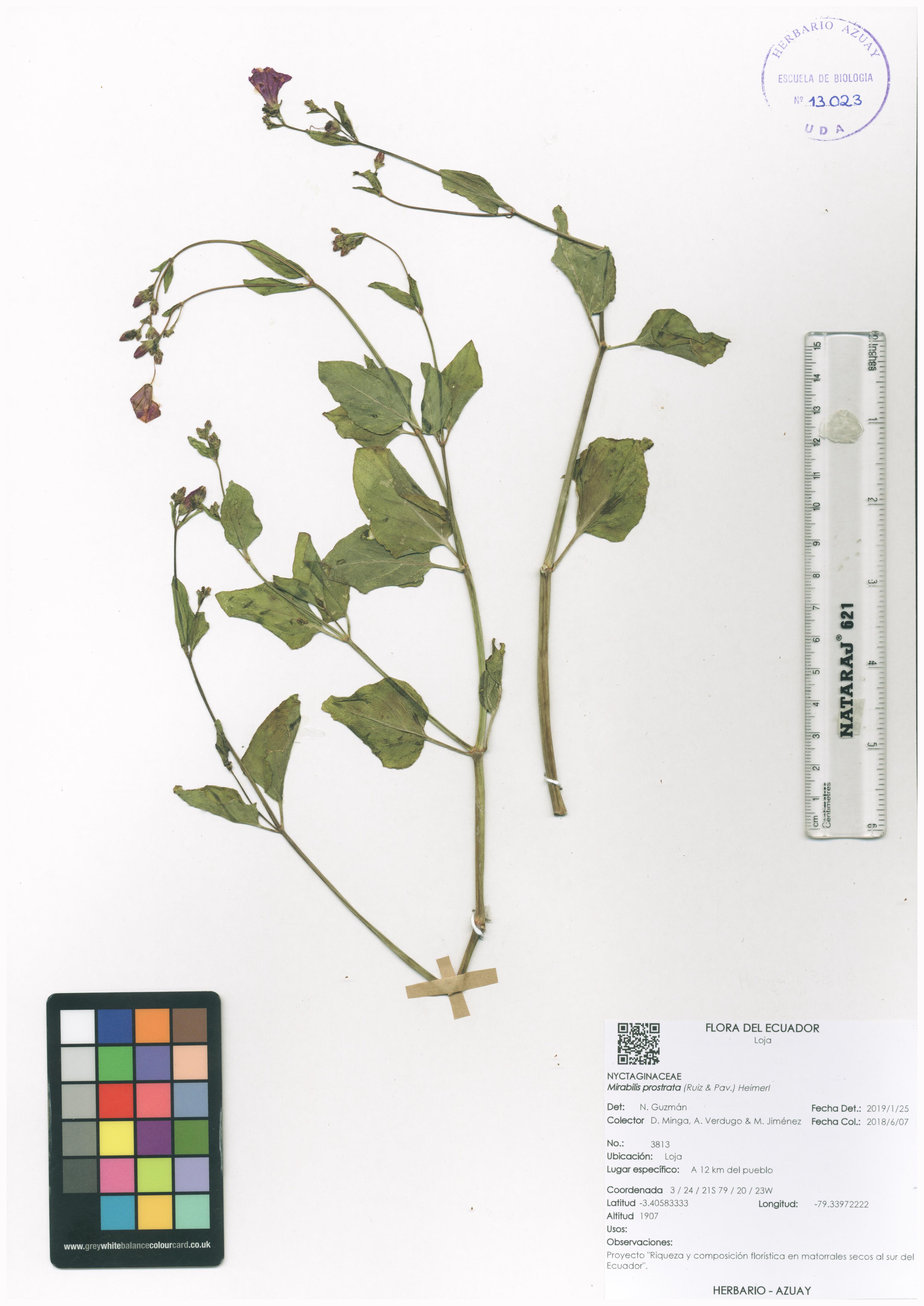 Mirabilis prostrata (Ruiz & Pav.) Heimerl